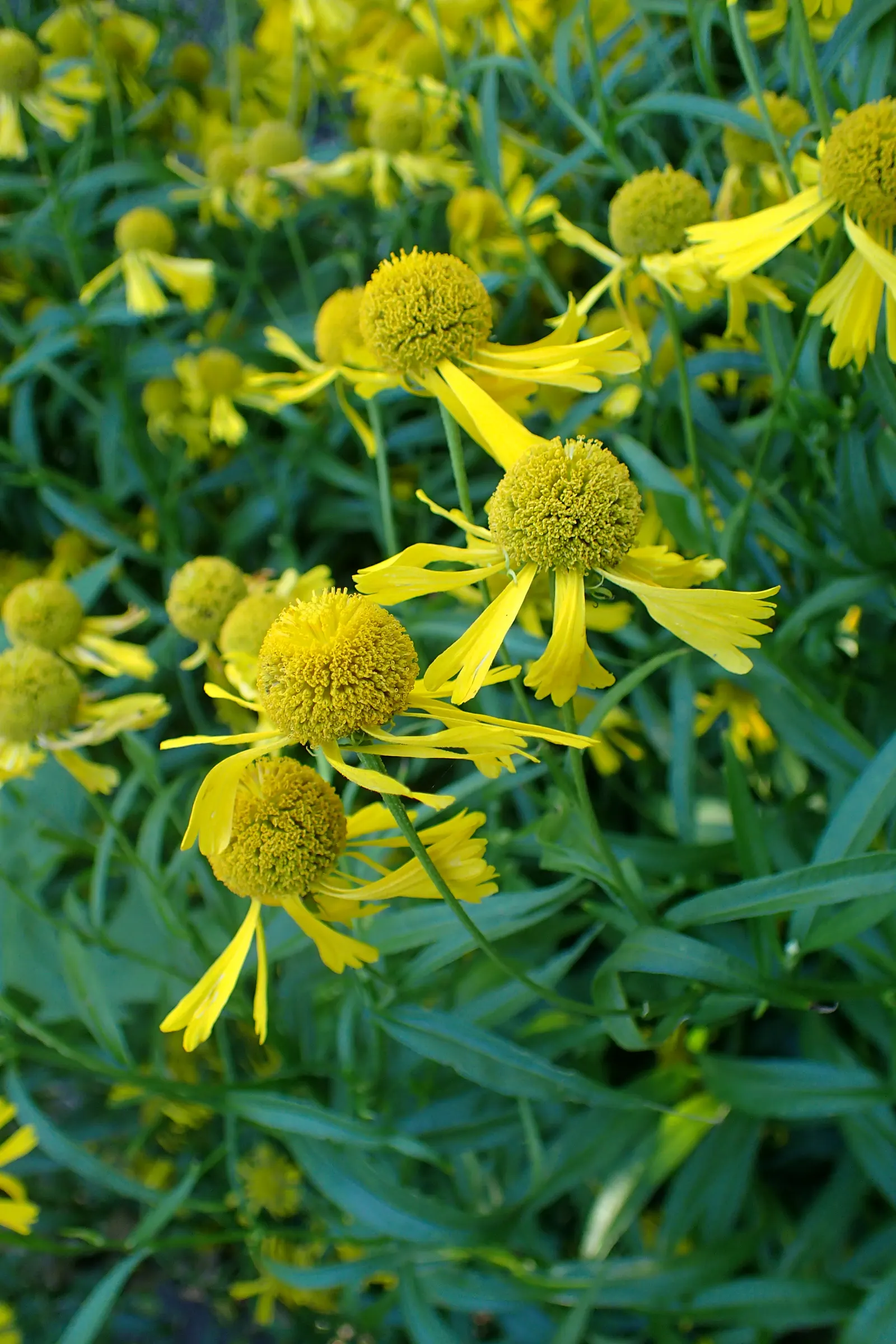 Sneezeweed (Helenium Autumnale) — The florets come in warm shades of yellow; flourishing in USDA zones 3-8, it requires moist, well-drained soil, image 60