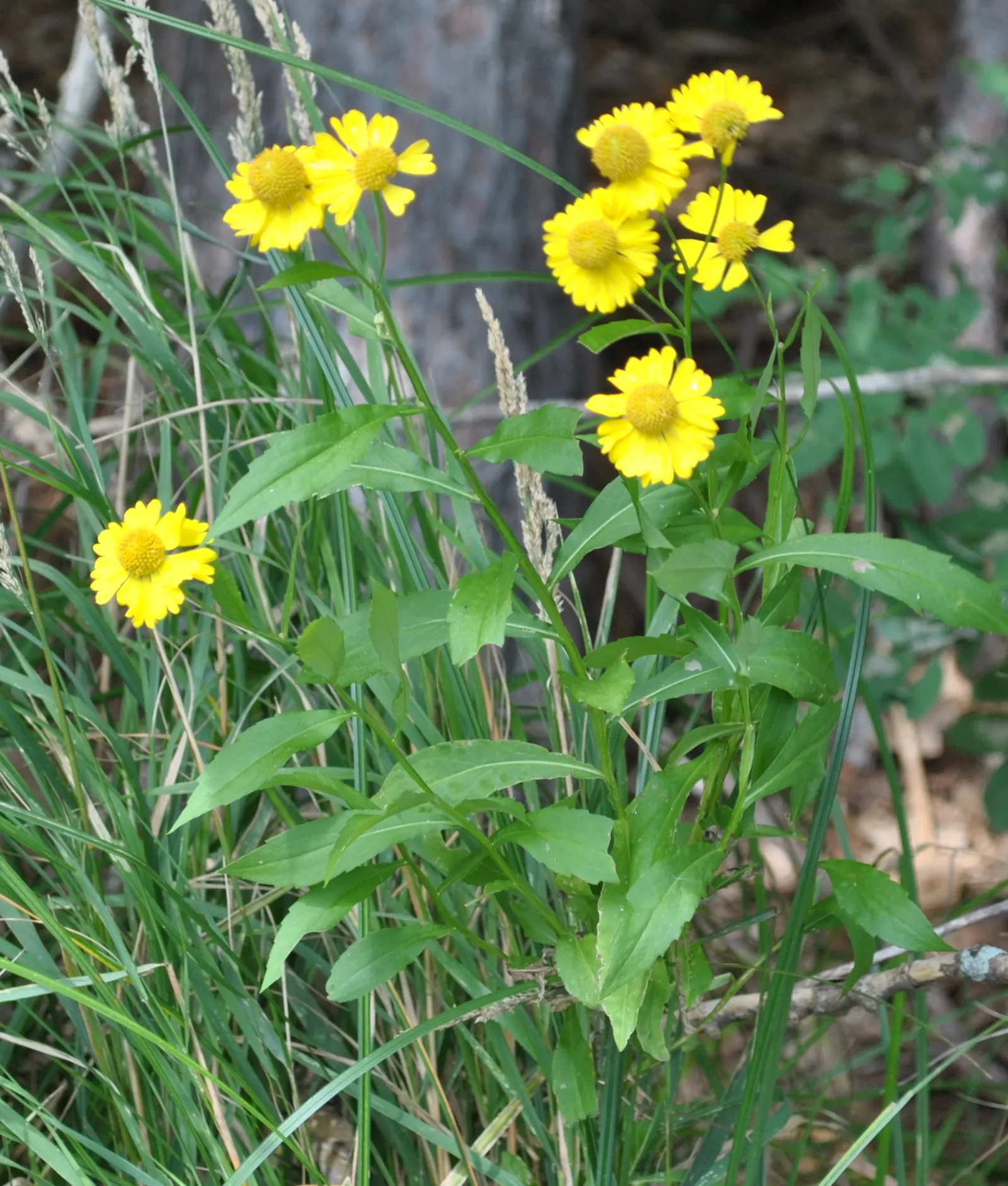 Sneezeweed (Helenium Autumnale) — creating a fiery display from late summer into fall.<br><br>For optimal performance; plant Sneezewood in full sun areas with