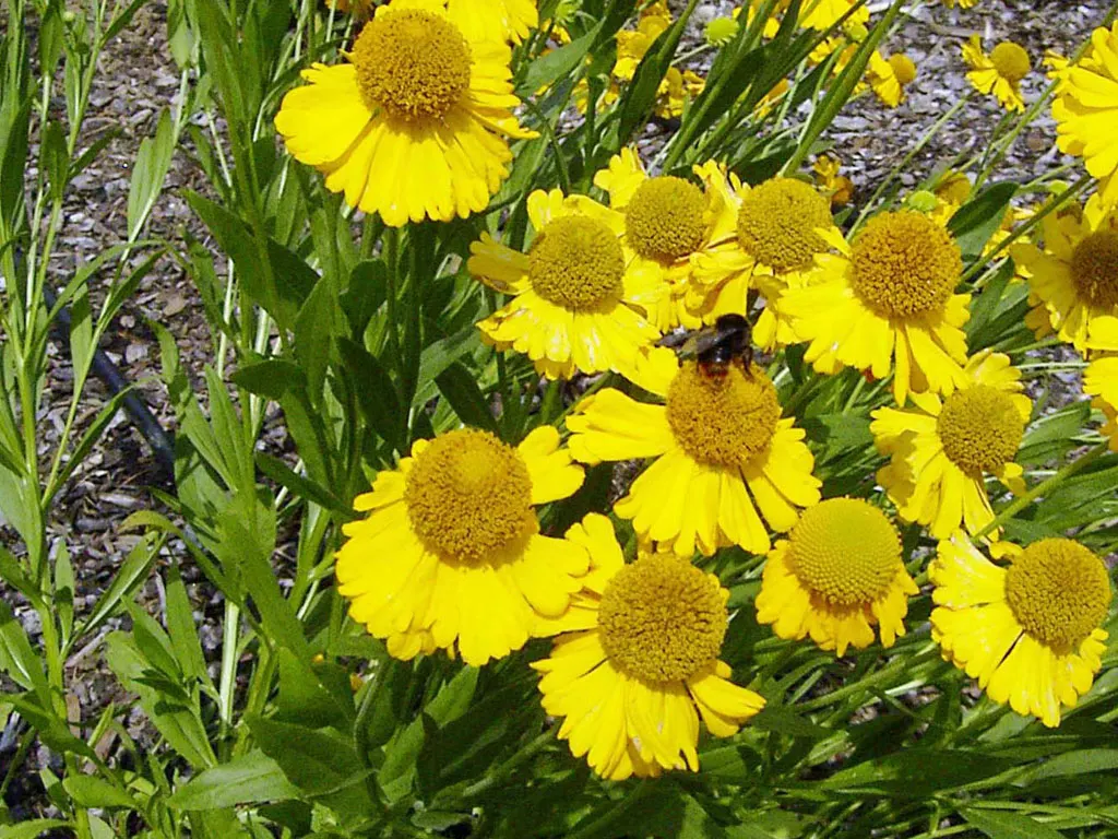 Sneezeweed (Helenium Autumnale) — Sneezewood, Helenium autumnale, captivates with vibrant yellow to red blooms, reminiscent of a fiery sunset