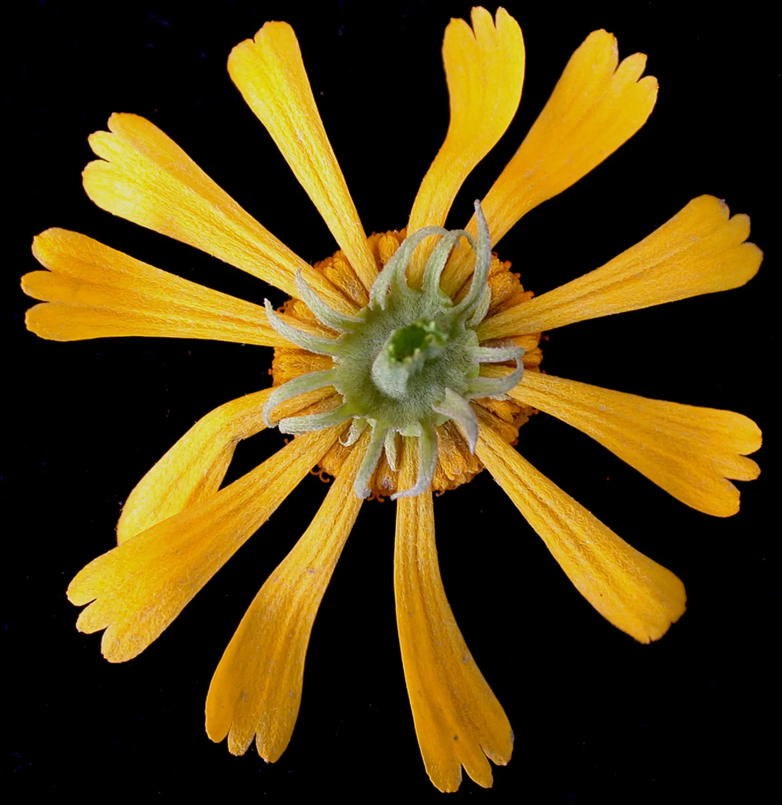 Sneezeweed (Helenium Autumnale) — plant Sneezewood in full sun areas with well-draining soil; sneezewood, Helenium autumnale, captivates with, image 63