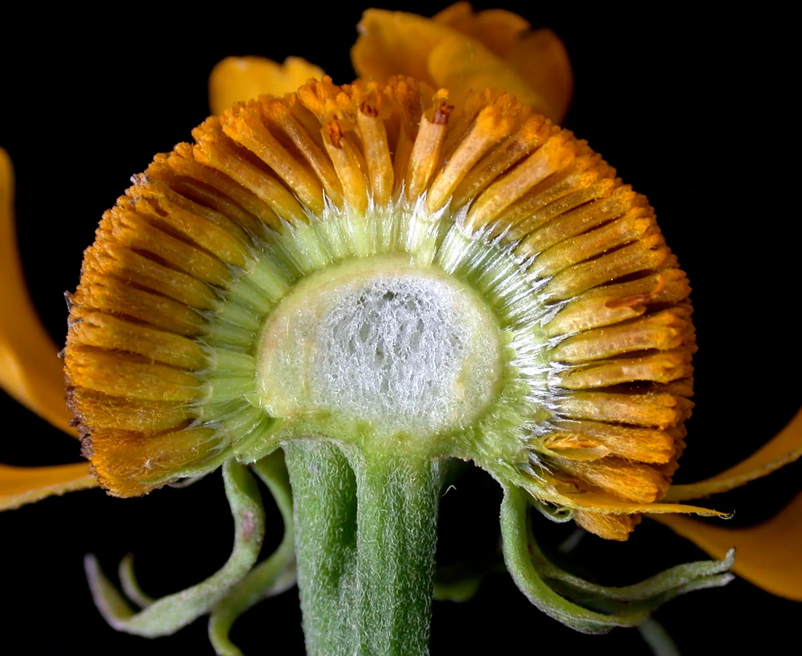Sneezeweed (Helenium Autumnale) — commonly referred to as Helenium autumnale; perennial for full or half, image 122