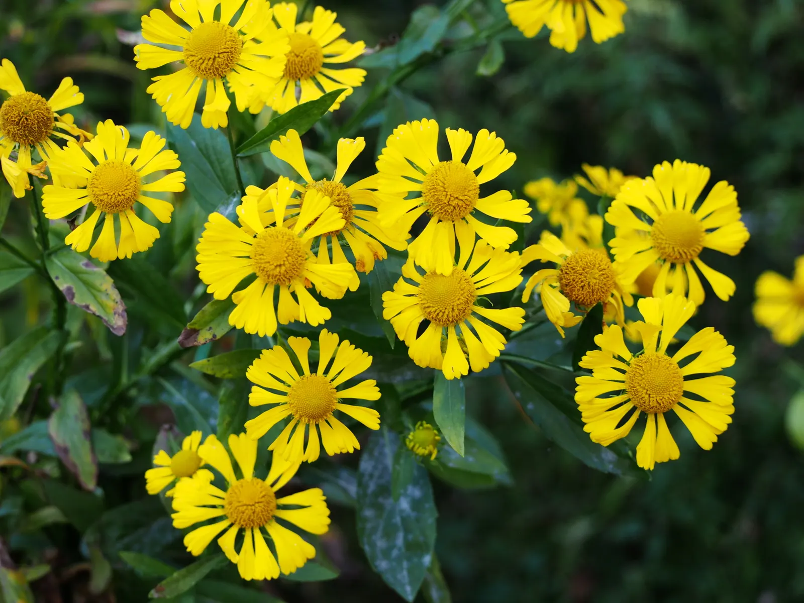 Sneezeweed (Helenium Autumnale) — creating a fiery display from late summer into fall.<br><br>For optimal performance; plant Sneezewood in full sun, image 85