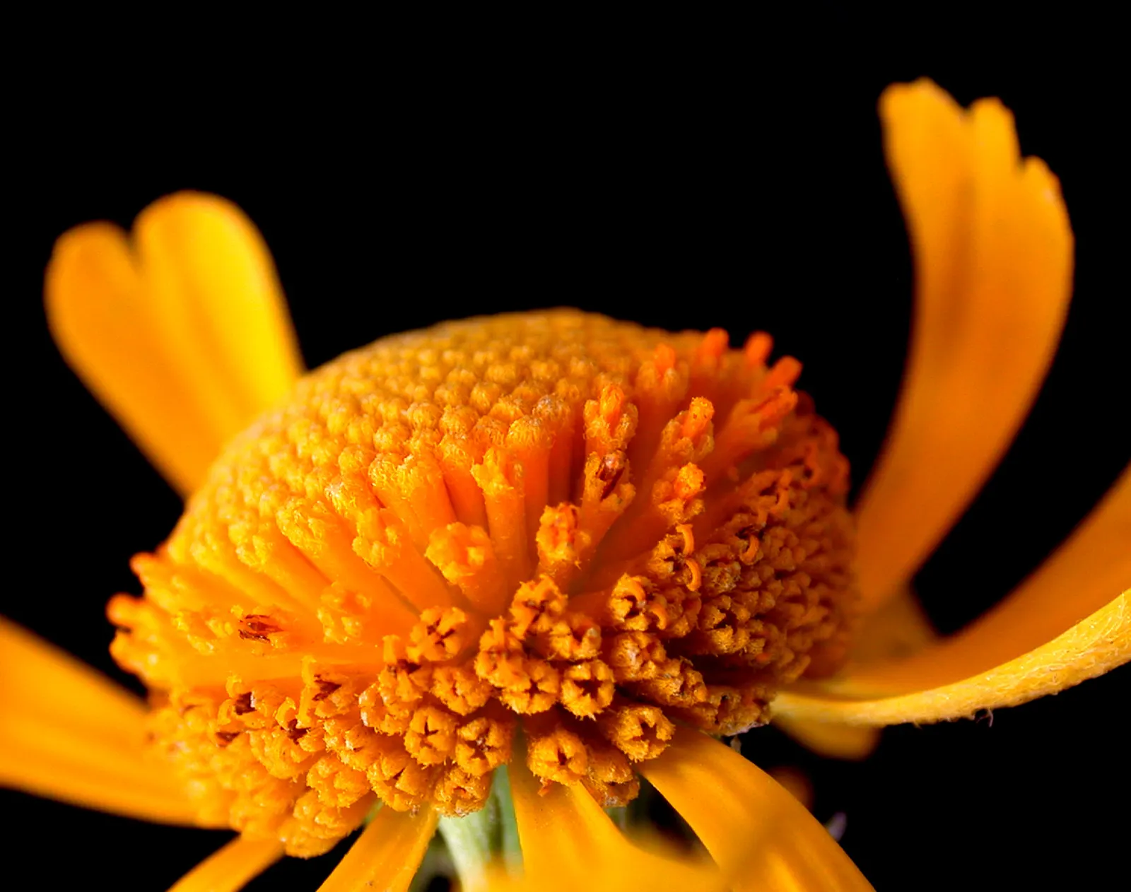 Sneezeweed (Helenium Autumnale) — spanning about 1 to 2 inches across; with lance-shaped leaves measuring approximately 3 to 6 inches long, image 84