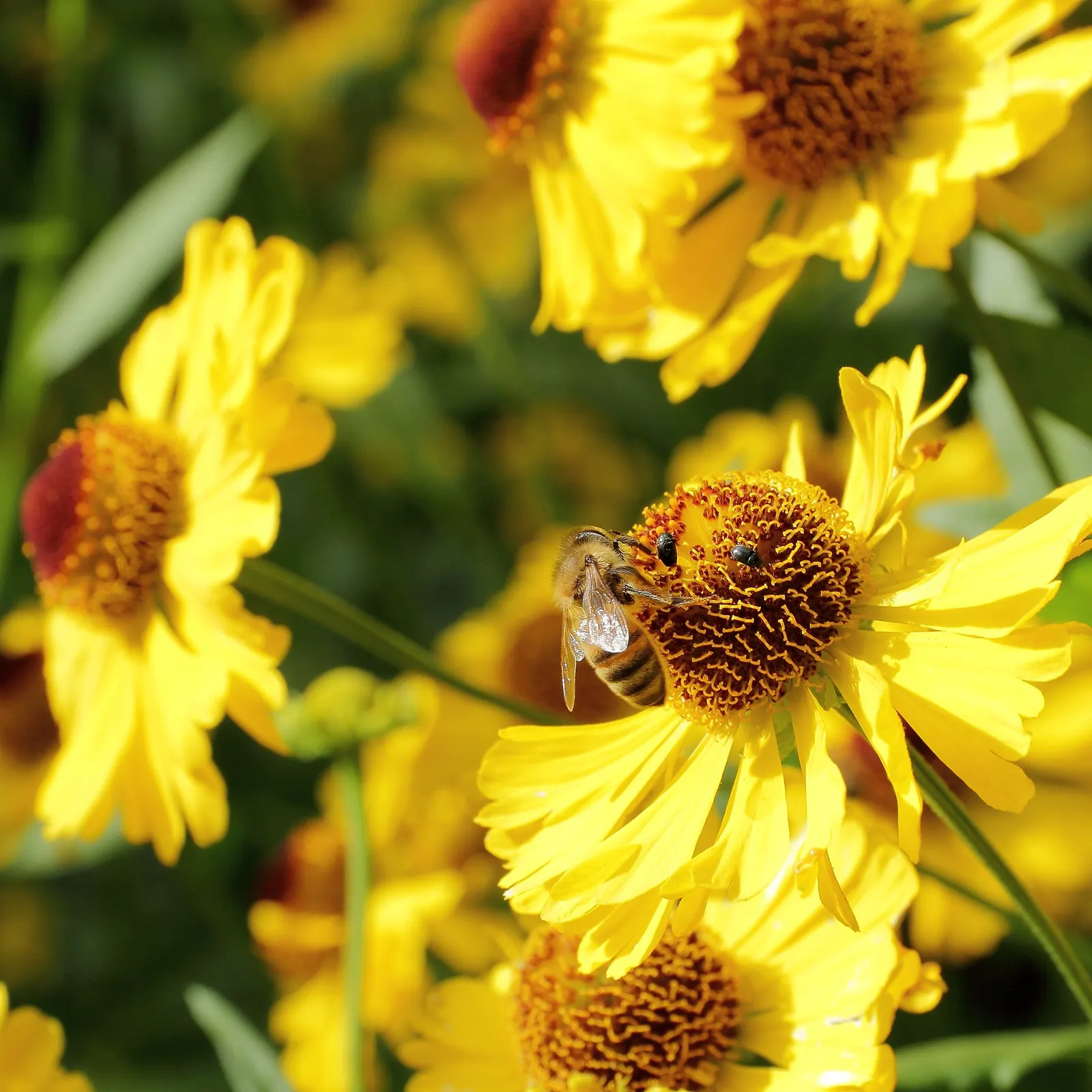 Sneezeweed (Helenium Autumnale) — Sneezewood, Helenium autumnale, captivates with vibrant yellow to red blooms, reminiscent of a fiery sunset; its late summer