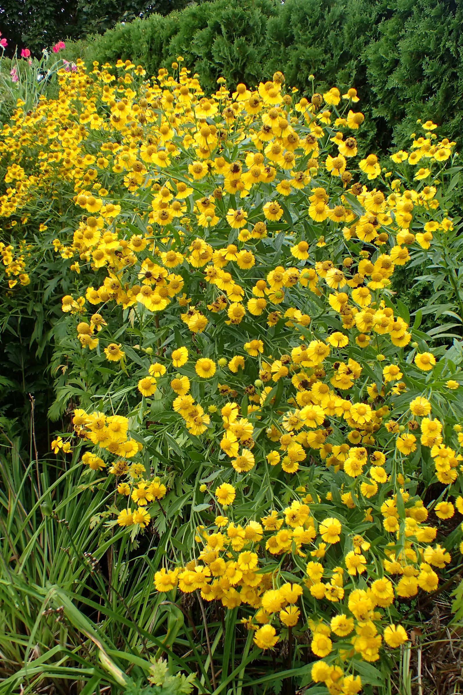 Sneezeweed (Helenium Autumnale) — perennial for full or half; to maintain its appearance and health, image 69