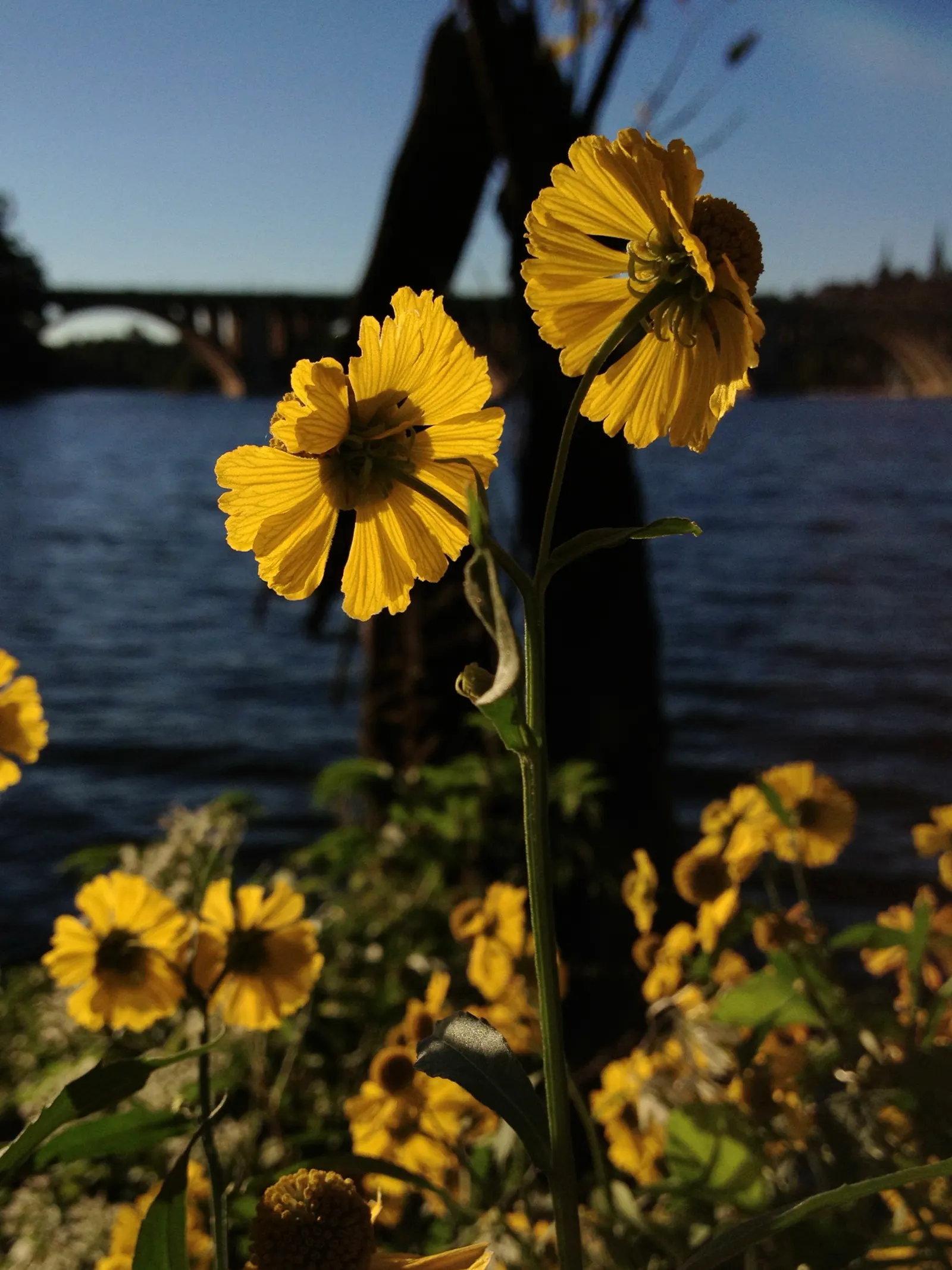 Sneezeweed (Helenium Autumnale) — Its late summer to fall flowers attract pollinators; this herbaceous perennial thrives in full sun, reaching 3-5 feet in
