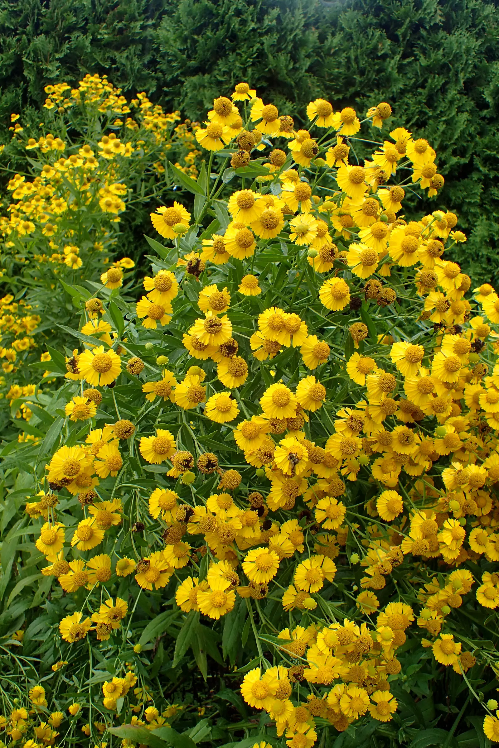 Sneezeweed (Helenium Autumnale) — with lance-shaped leaves measuring approximately 3 to 6 inches long; yellow flowers in the garden, image 56