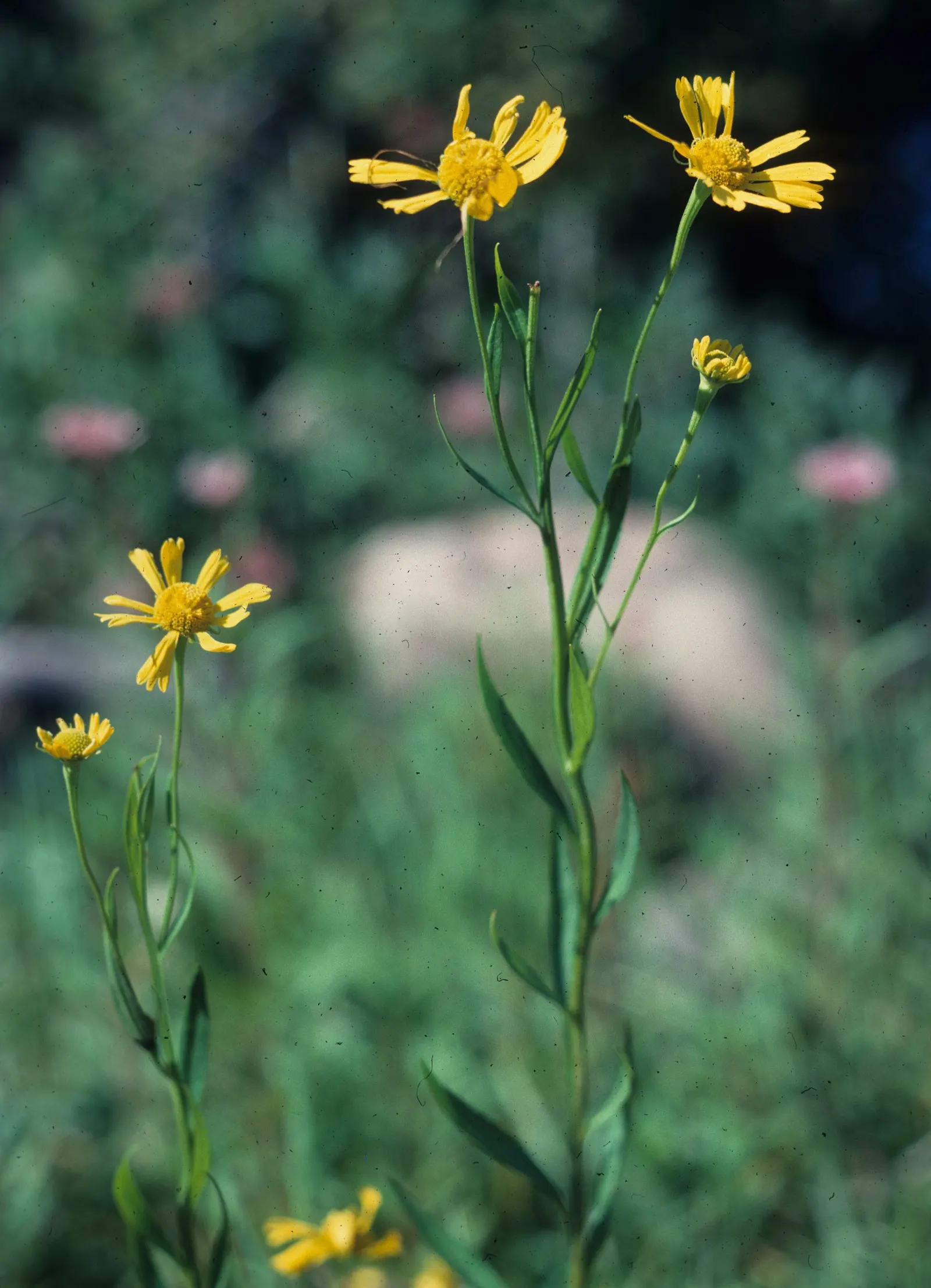 Sneezeweed (Helenium Autumnale) — yellow flowers in the garden; ideal for borders and naturalistic plantings, image 113