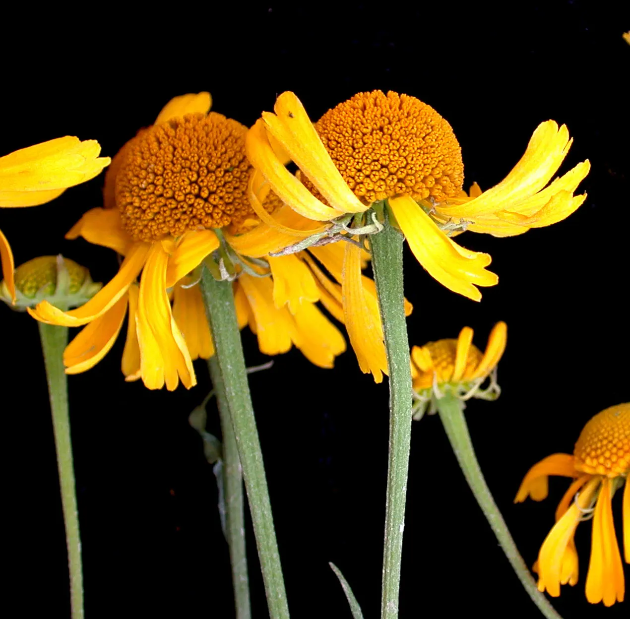 Sneezeweed (Helenium Autumnale) — yellow flowers in the garden; ideal for borders and naturalistic plantings, image 90