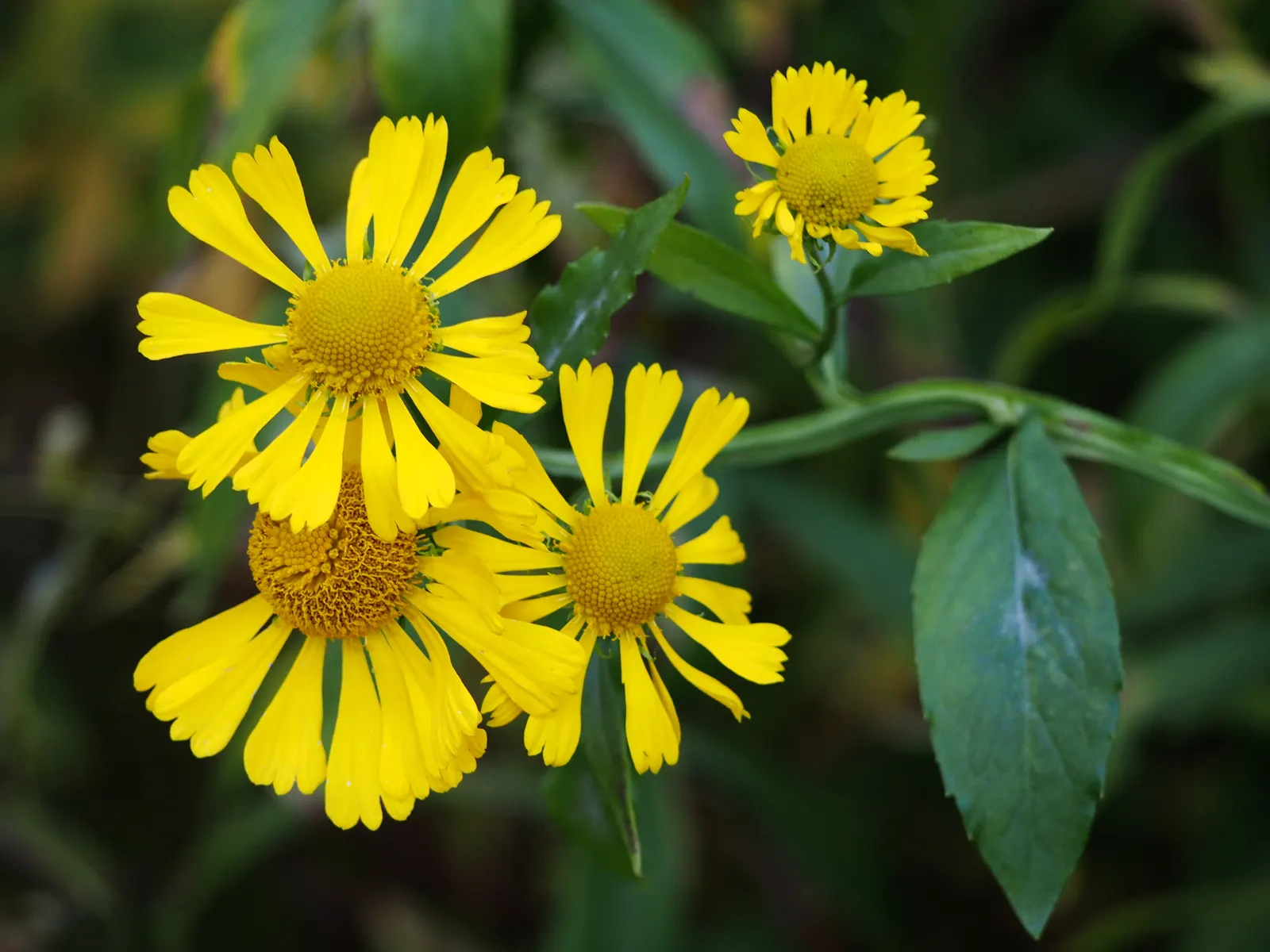 Sneezeweed (Helenium Autumnale) — Flourishing in USDA zones 3-8, it requires moist, well-drained soil; it thrives in USDA hardiness zones 3 through, image 118