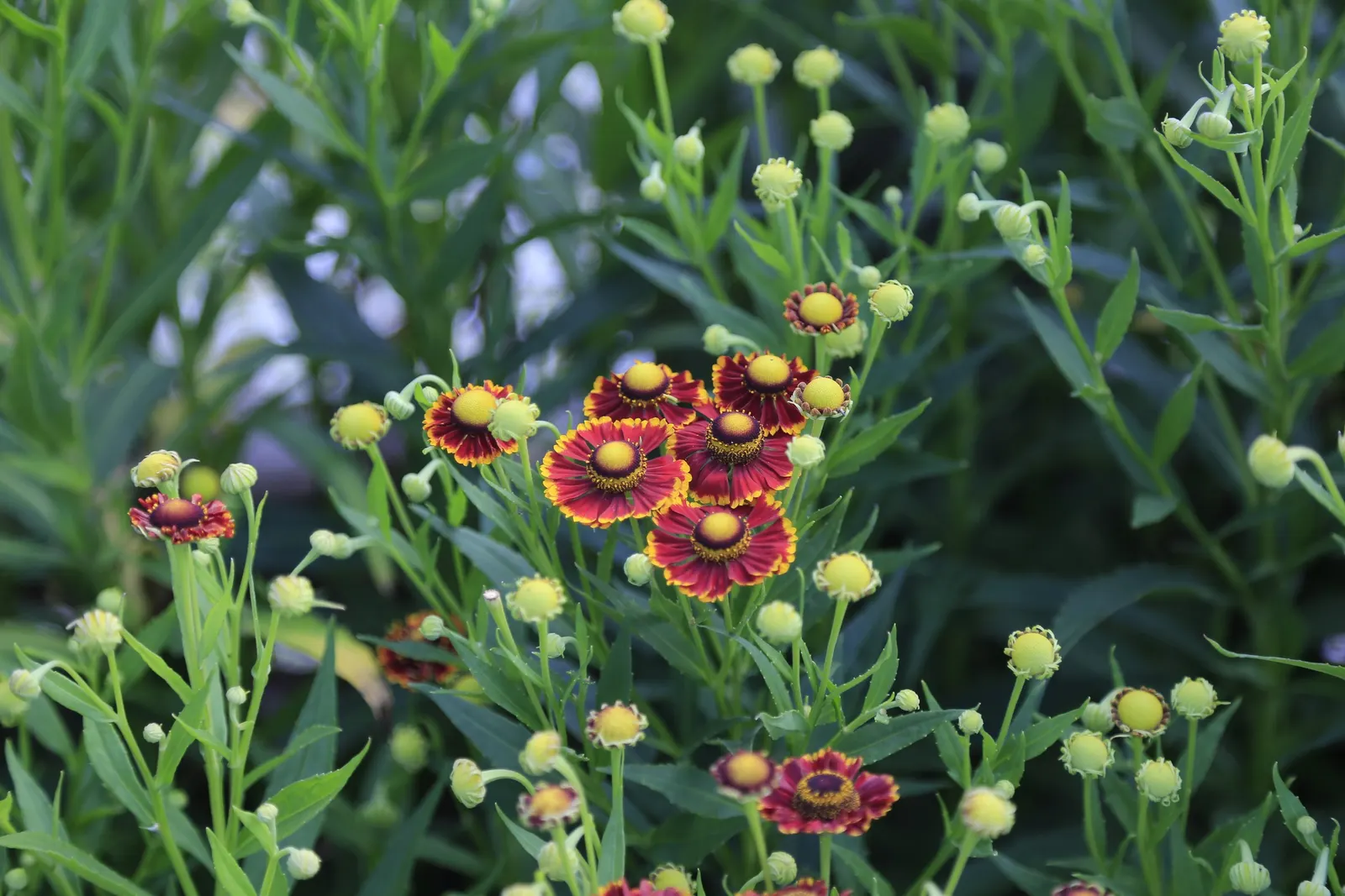 Sneezeweed (Helenium Autumnale) — to maintain its appearance and health; perennial with yellow blooms, image 89