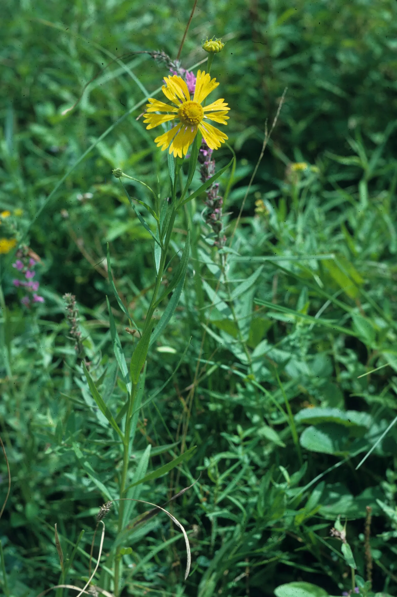 Sneezeweed (Helenium Autumnale) — commonly referred to as Helenium autumnale; perennial for full or half, image 53