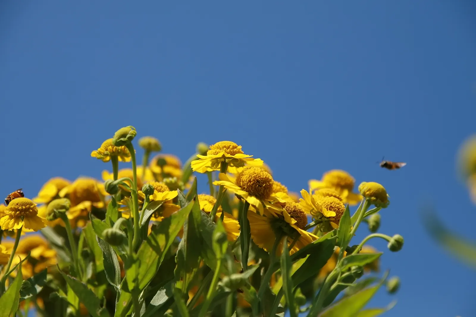 Sneezeweed (Helenium Autumnale) — perennial with yellow blooms; dome-shaped central disks surrounded by fringed petals, image 114