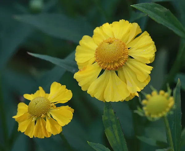 Sneezeweed (Helenium Autumnale) — to maintain its appearance and health; perennial with yellow blooms, image 135