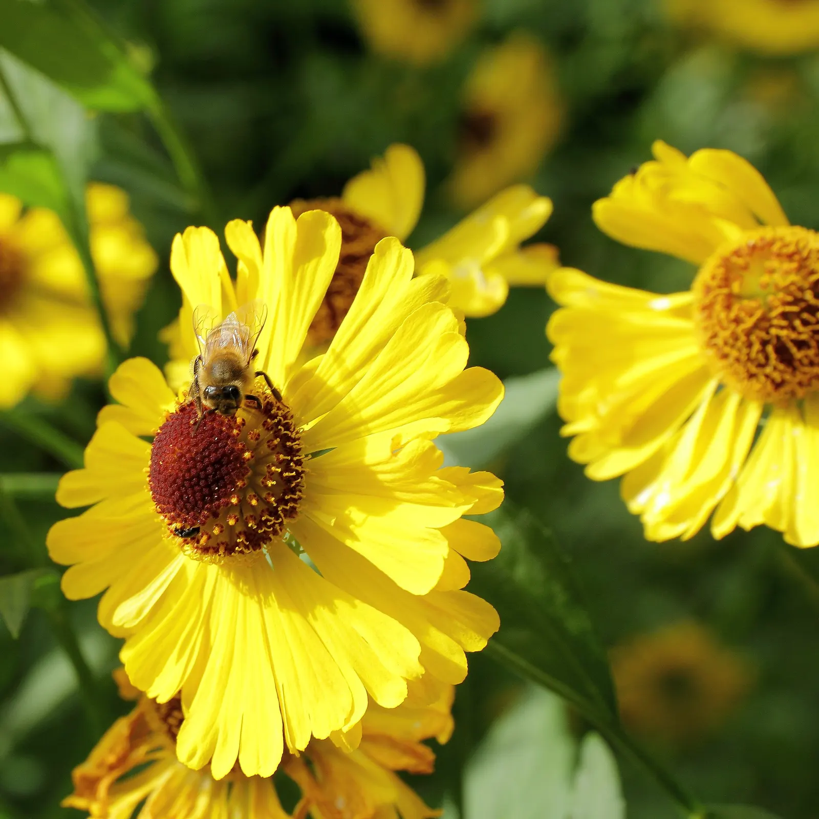 Sneezeweed (Helenium Autumnale) — is a crucial perennial that brings a burst of vivid color to any late-summer or fall landscape; commonly referred, image 123