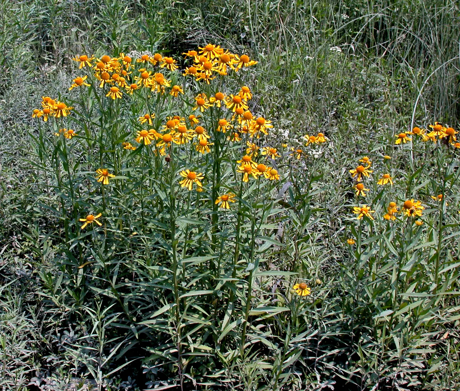 Sneezeweed (Helenium Autumnale) — This herbaceous perennial thrives in full sun, reaching 3-5 feet in height, with a 2-3 feet spread