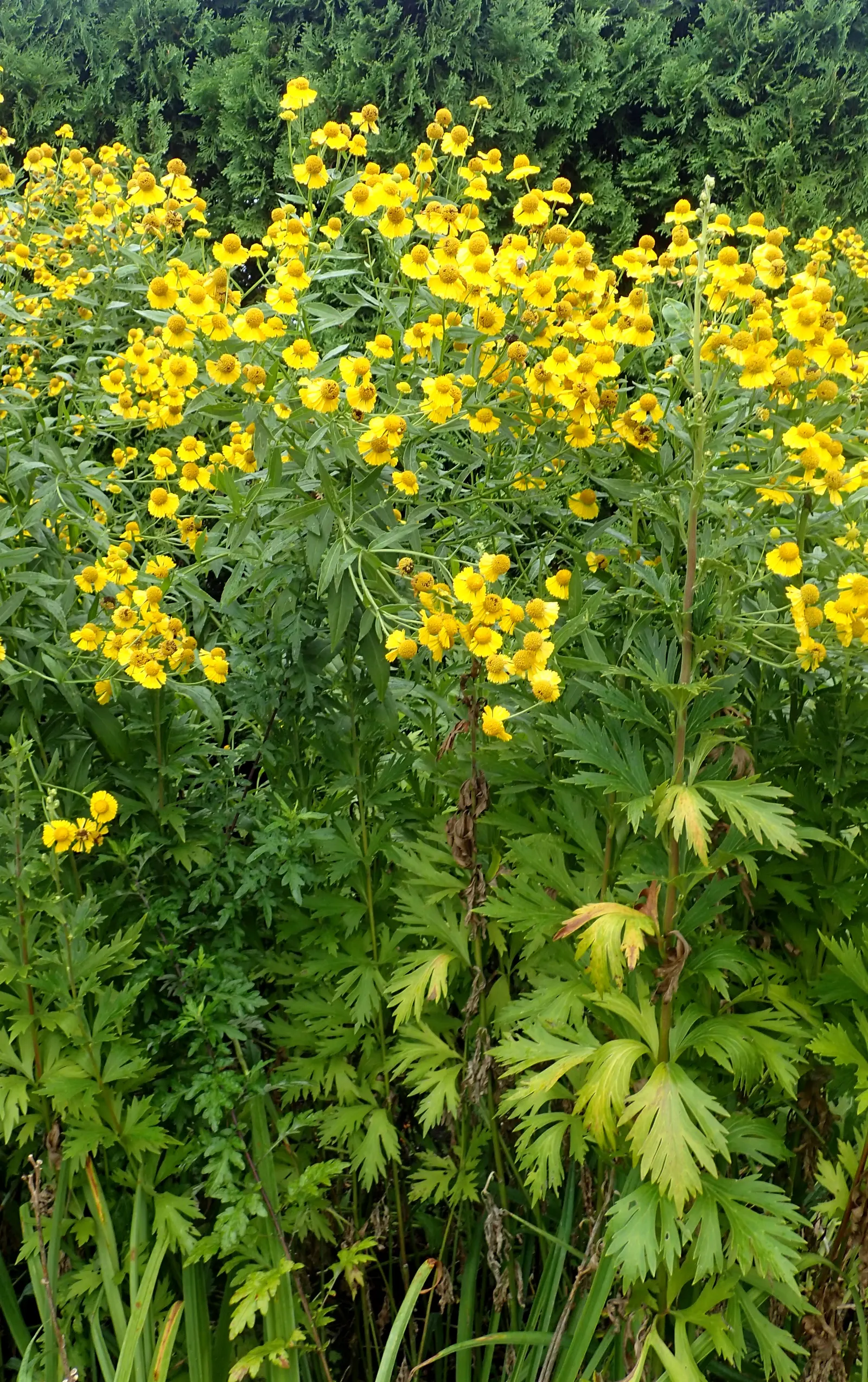 Sneezeweed (Helenium Autumnale) — adding dynamic color and wildlife interest to any garden design