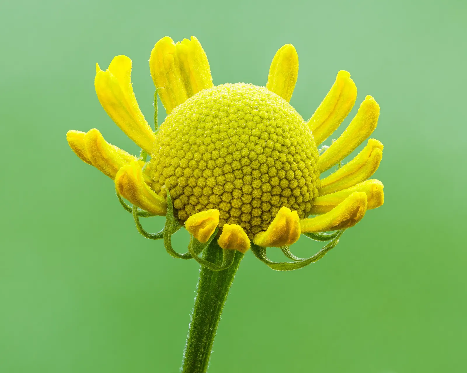 Sneezeweed (Helenium Autumnale) — Helenium's daisy-like blooms are distinguished by their prominent
