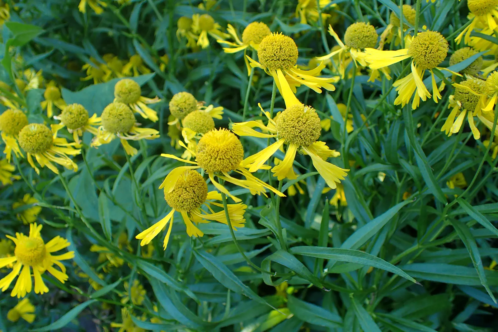 Sneezeweed (Helenium Autumnale) — with lance-shaped leaves measuring approximately 3 to 6 inches long; yellow flowers in the garden, image 79