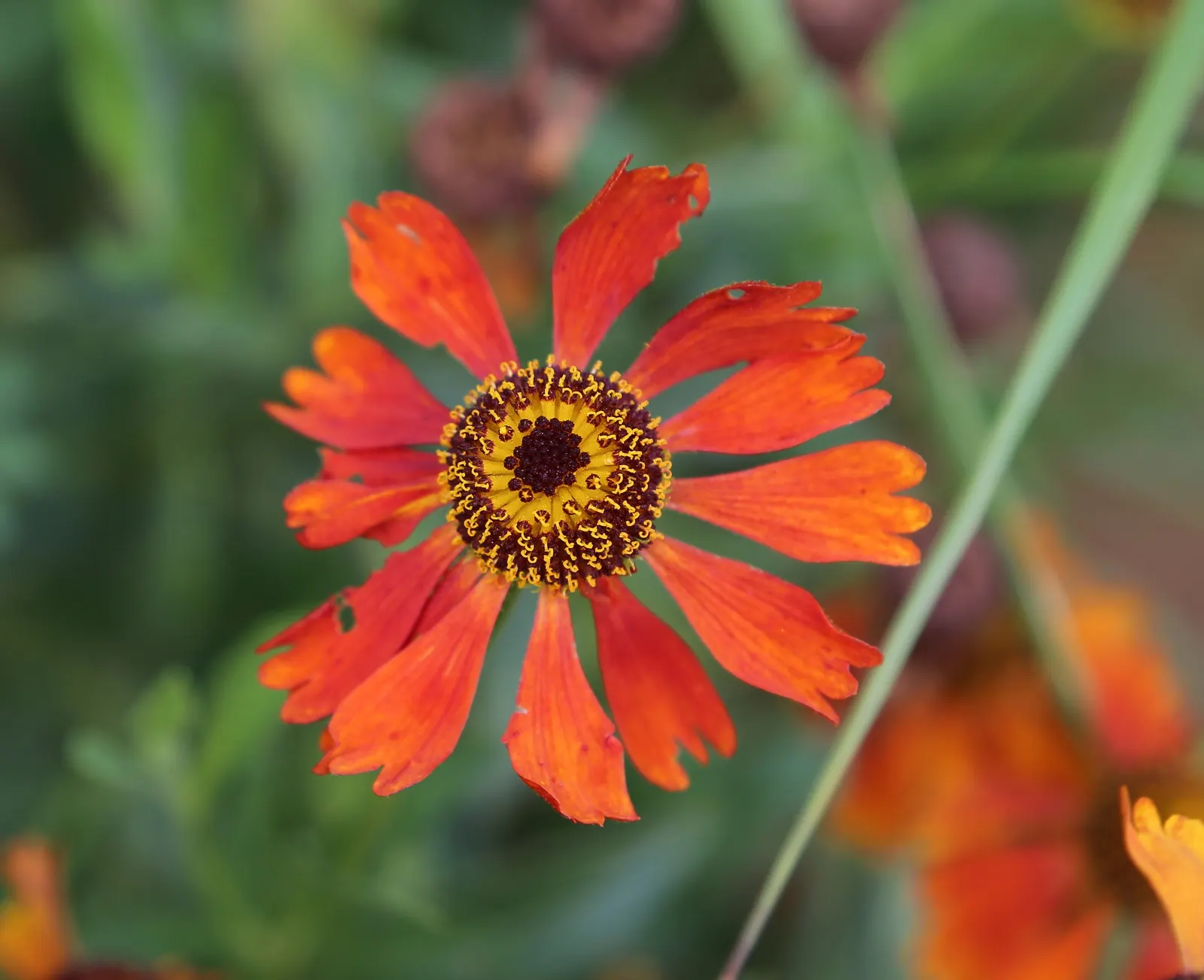 Sneezeweed (Helenium Autumnale) — The foliage provides a dark green backdrop throughout the season, complementing the showy flowers; adding dynamic color and