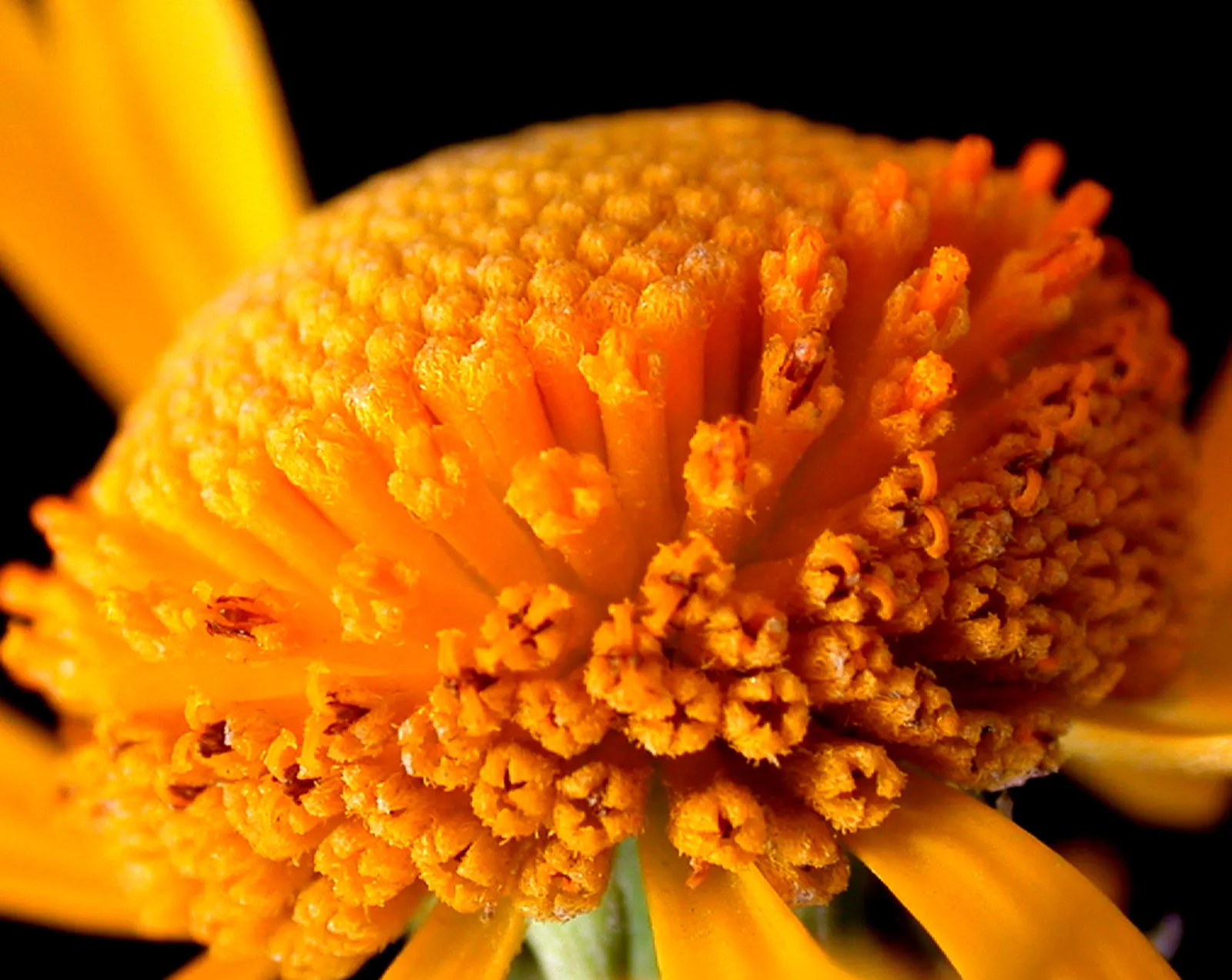 Sneezeweed (Helenium Autumnale) — The florets come in warm shades of yellow; flourishing in USDA zones 3-8, it requires moist, well-drained soil