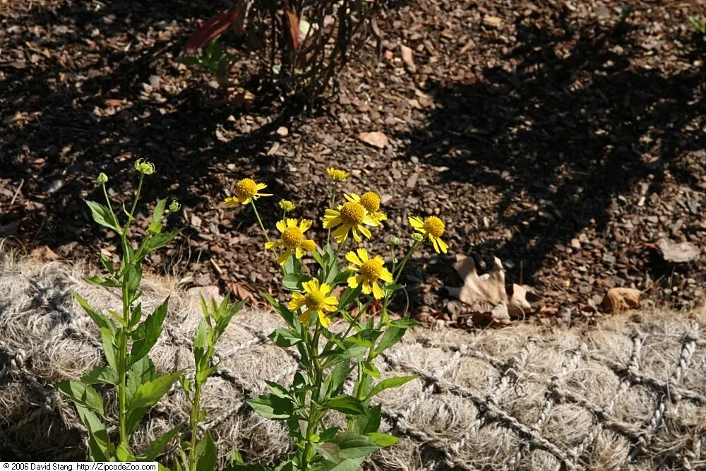Sneezeweed (Helenium Autumnale) — perennial for full or half; to maintain its appearance and health, image 92