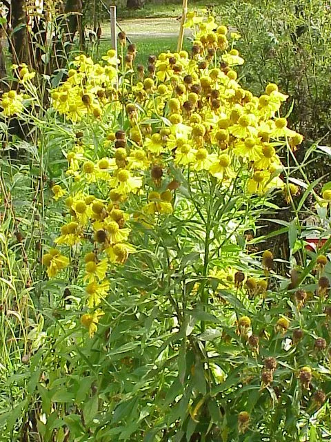 Sneezeweed (Helenium Autumnale) — plant Sneezewood in full sun areas with well-draining soil; sneezewood, Helenium autumnale, captivates with vibrant yellow to
