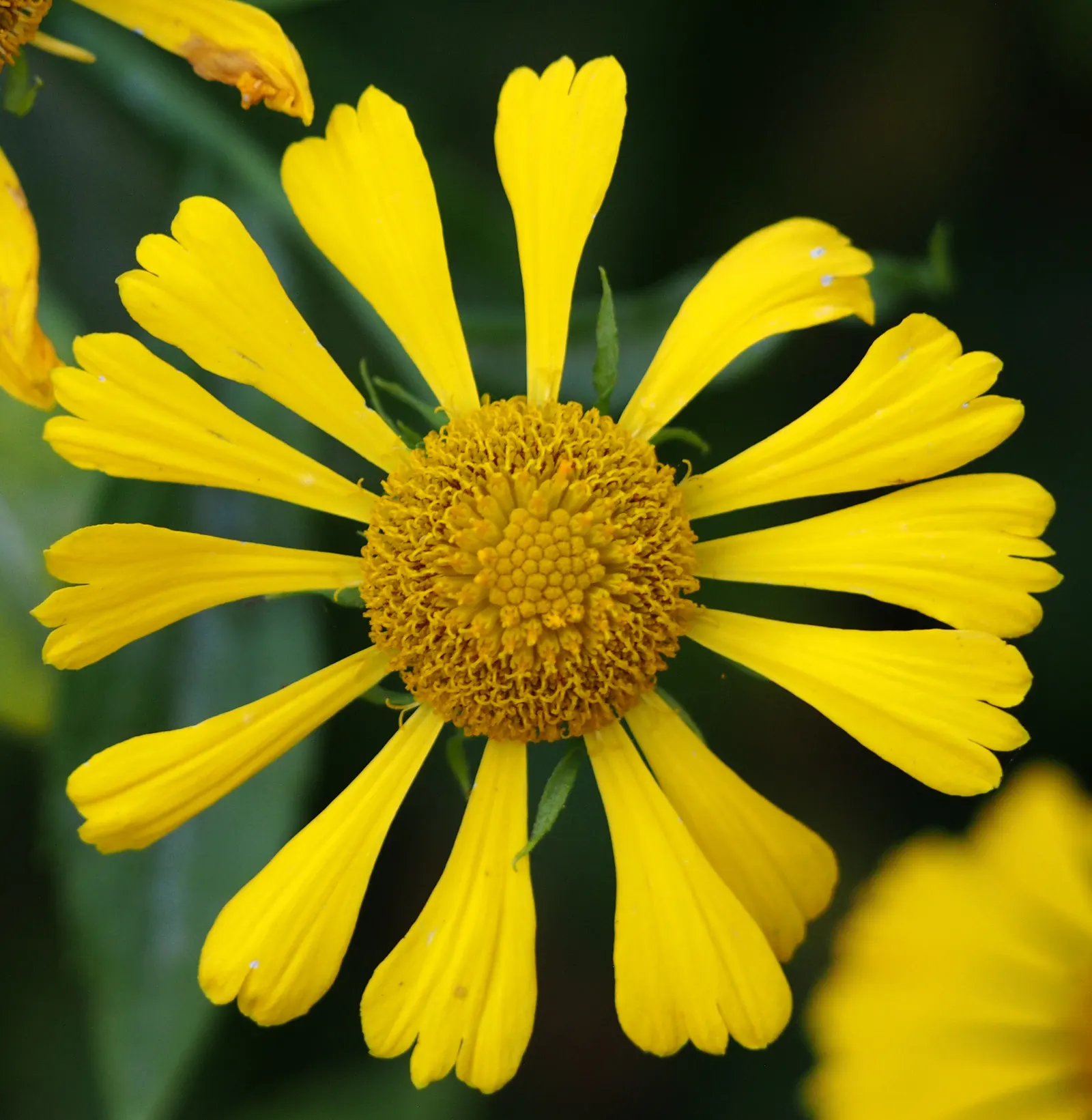 Sneezeweed (Helenium Autumnale) — This herbaceous perennial thrives in full sun, reaching 3-5 feet in height, with a 2-3 feet spread; the foliage, image 71