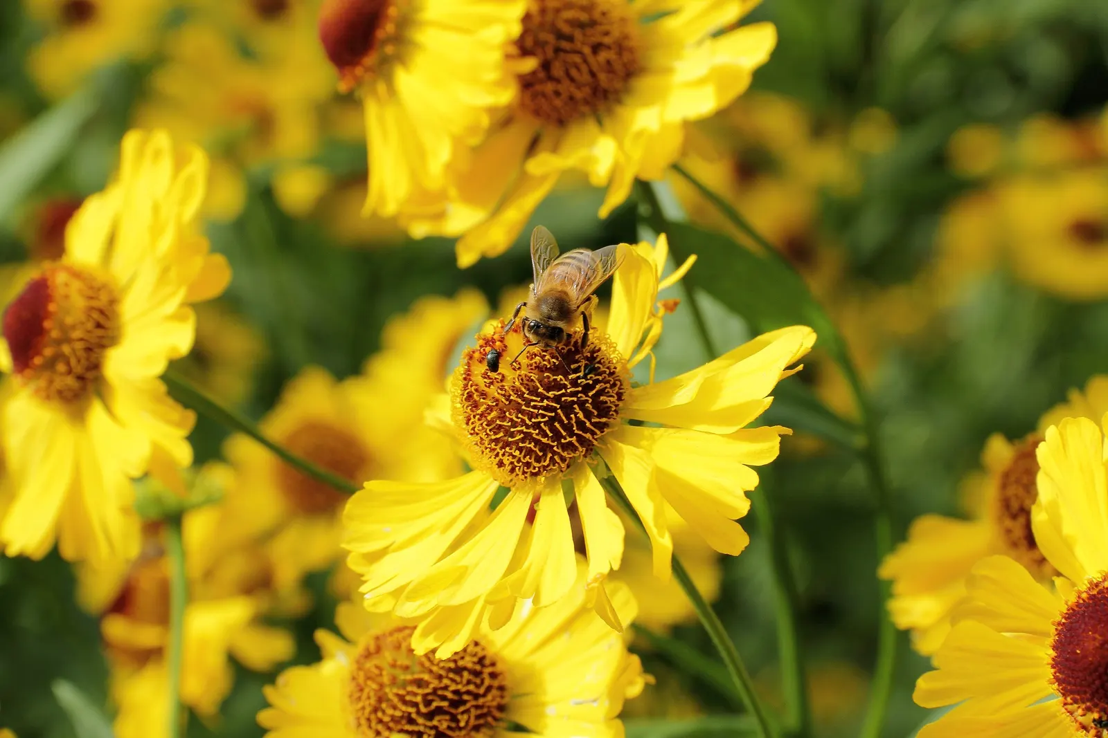 Sneezeweed (Helenium Autumnale) — The florets come in warm shades of yellow