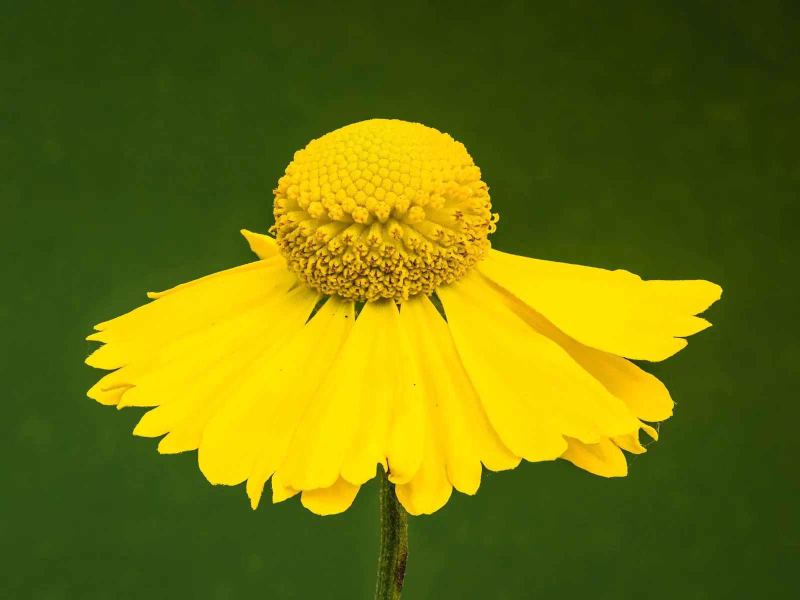 Sneezeweed (Helenium Autumnale) — Flourishing in USDA zones 3-8, it requires moist, well-drained soil; it thrives in USDA hardiness zones 3 through 8 and