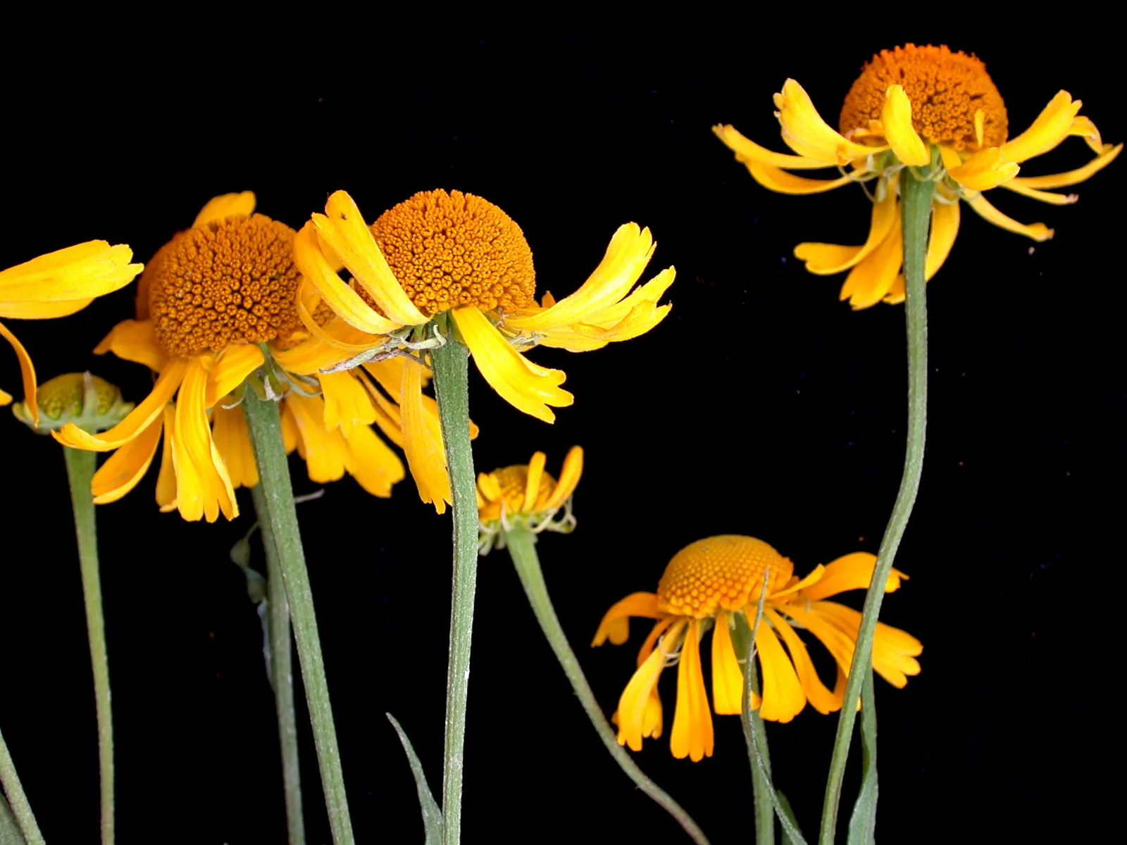 Sneezeweed (Helenium Autumnale) — This North American native typically grows between 2 to 5 feet tall and can spread to a width of 1 to 2 feet; the florets