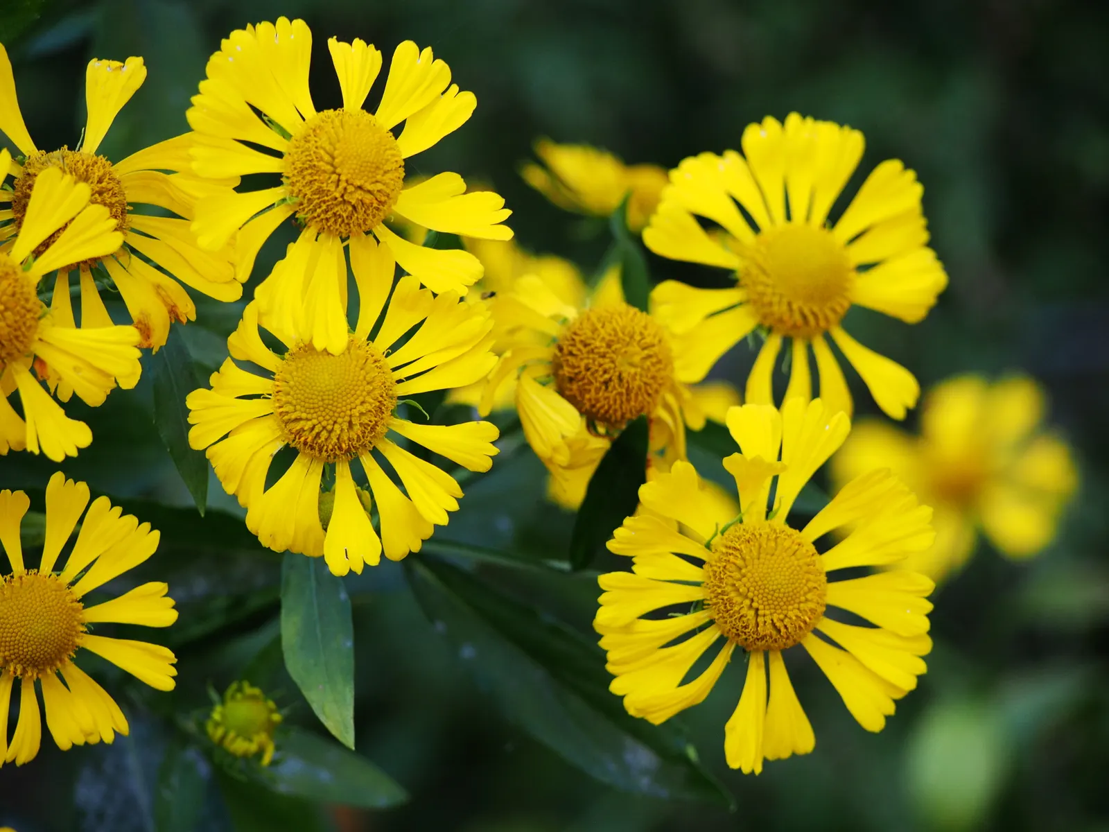 Sneezeweed (Helenium Autumnale) — to maintain its appearance and health; perennial with yellow blooms, image 112