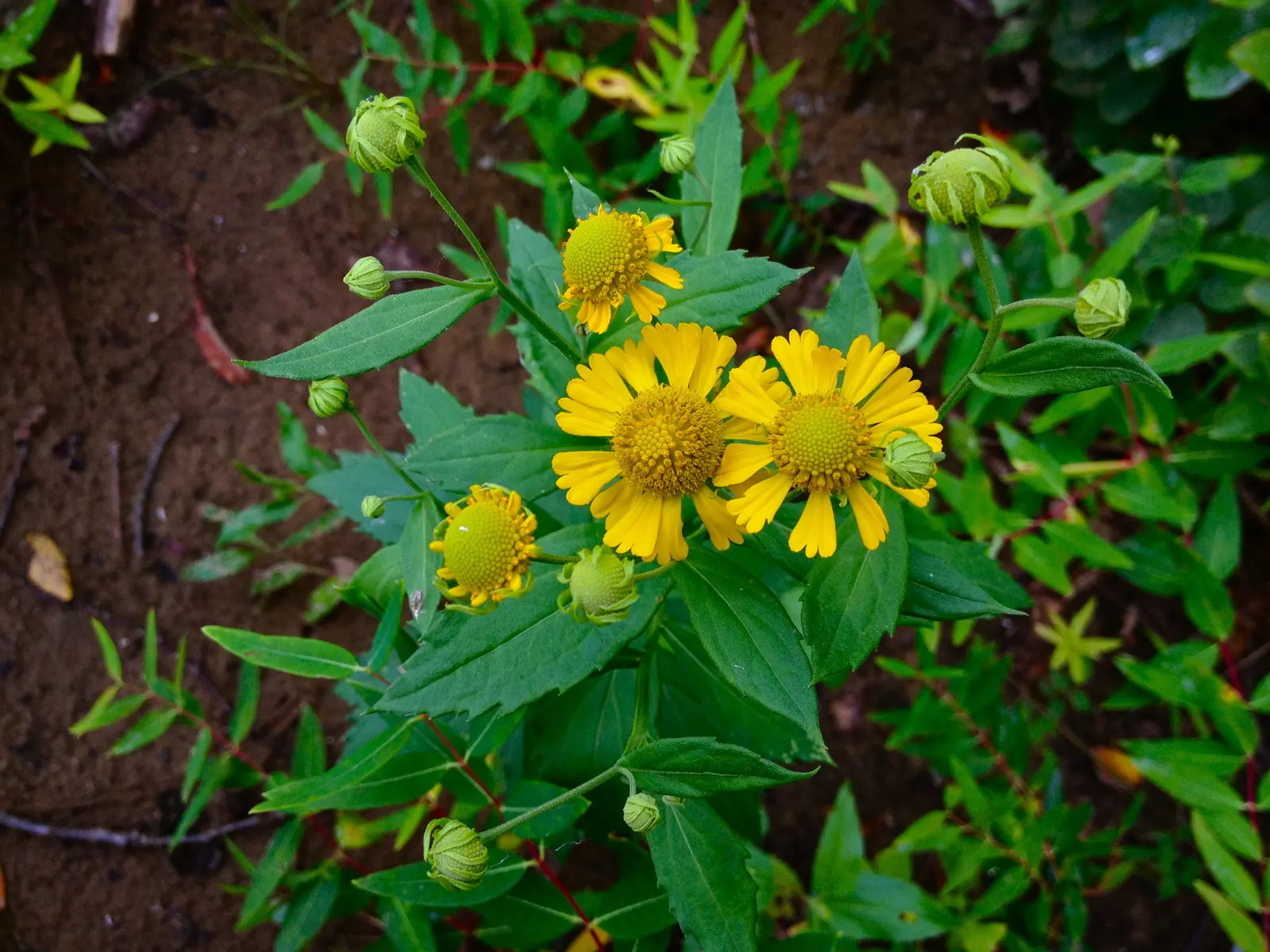 Sneezeweed (Helenium Autumnale) — Helenium's daisy-like blooms are distinguished by their prominent, image 81