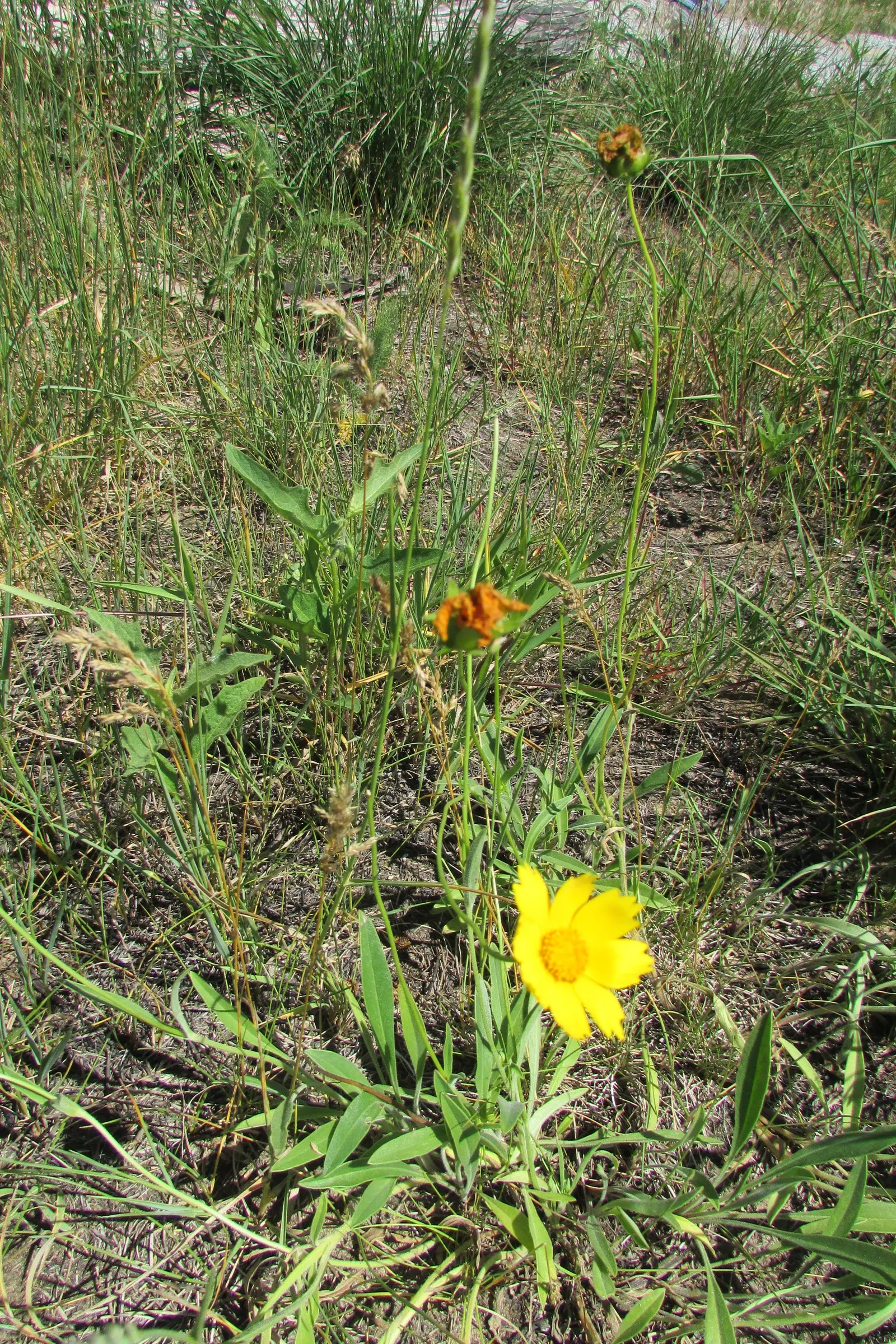 Sneezeweed (Helenium Autumnale) — is a crucial perennial that brings a burst of vivid color to any late-summer or fall landscape; commonly referred, image 54
