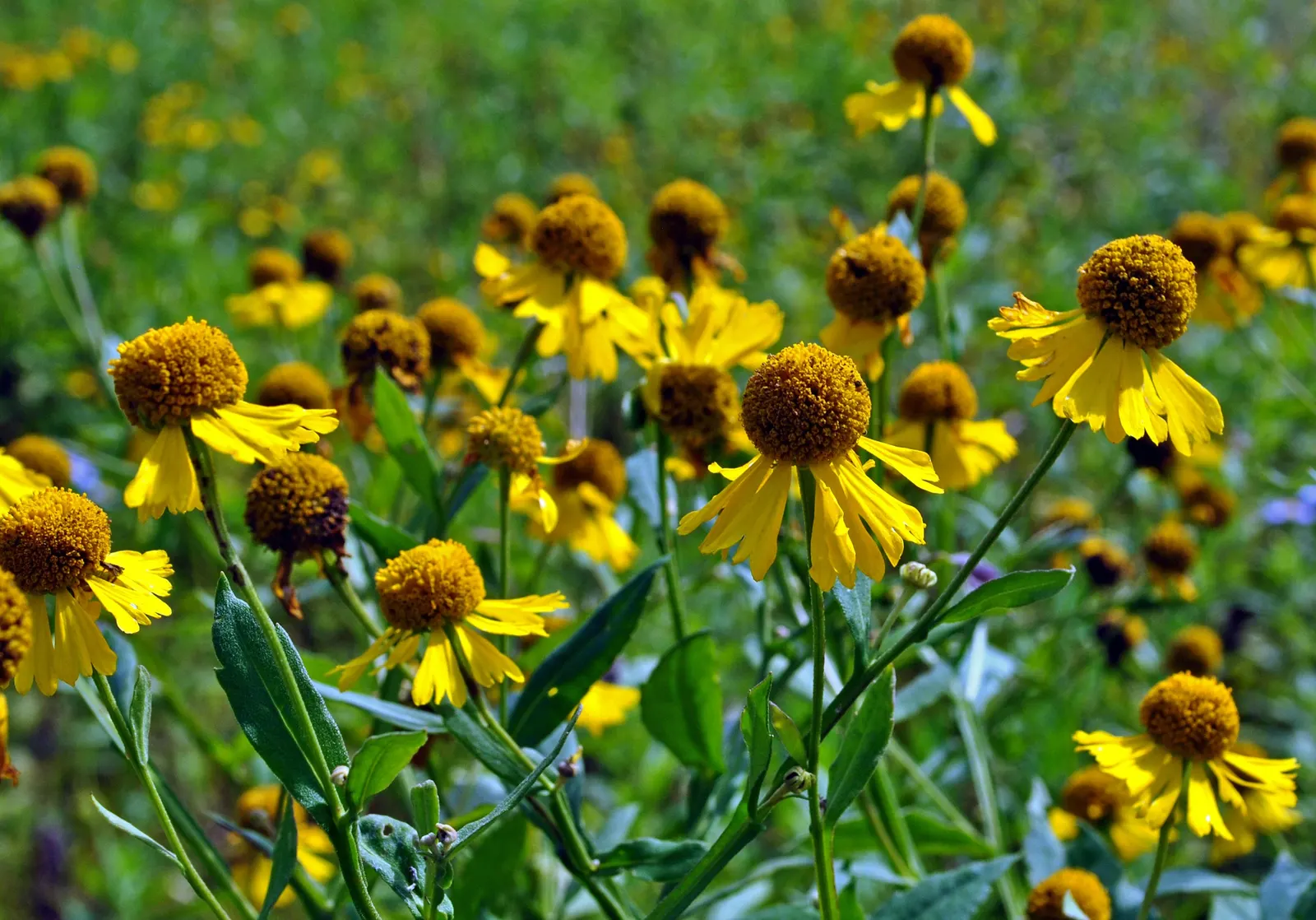 Sneezeweed (Helenium Autumnale) — is a crucial perennial that brings a burst of vivid color to any late-summer or fall landscape; commonly referred, image 100