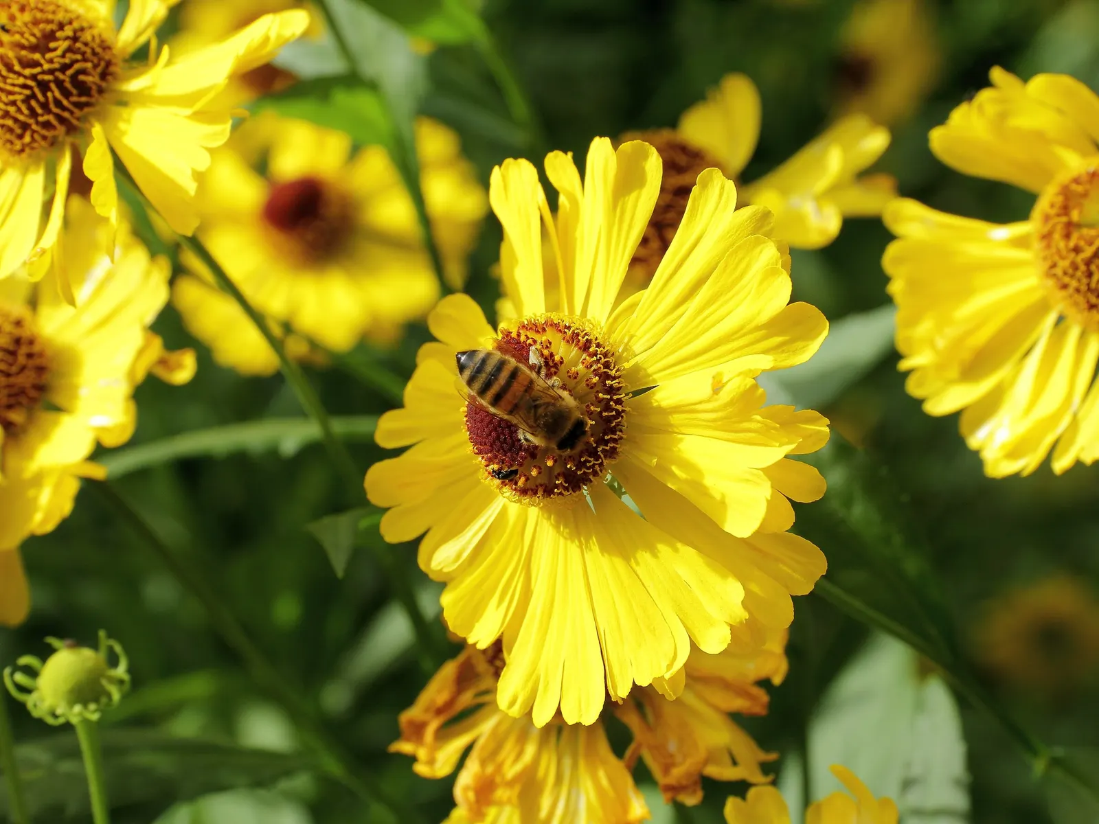 Sneezeweed (Helenium Autumnale) — Flourishing in USDA zones 3-8, it requires moist, well-drained soil; it thrives in USDA hardiness zones 3 through, image 141