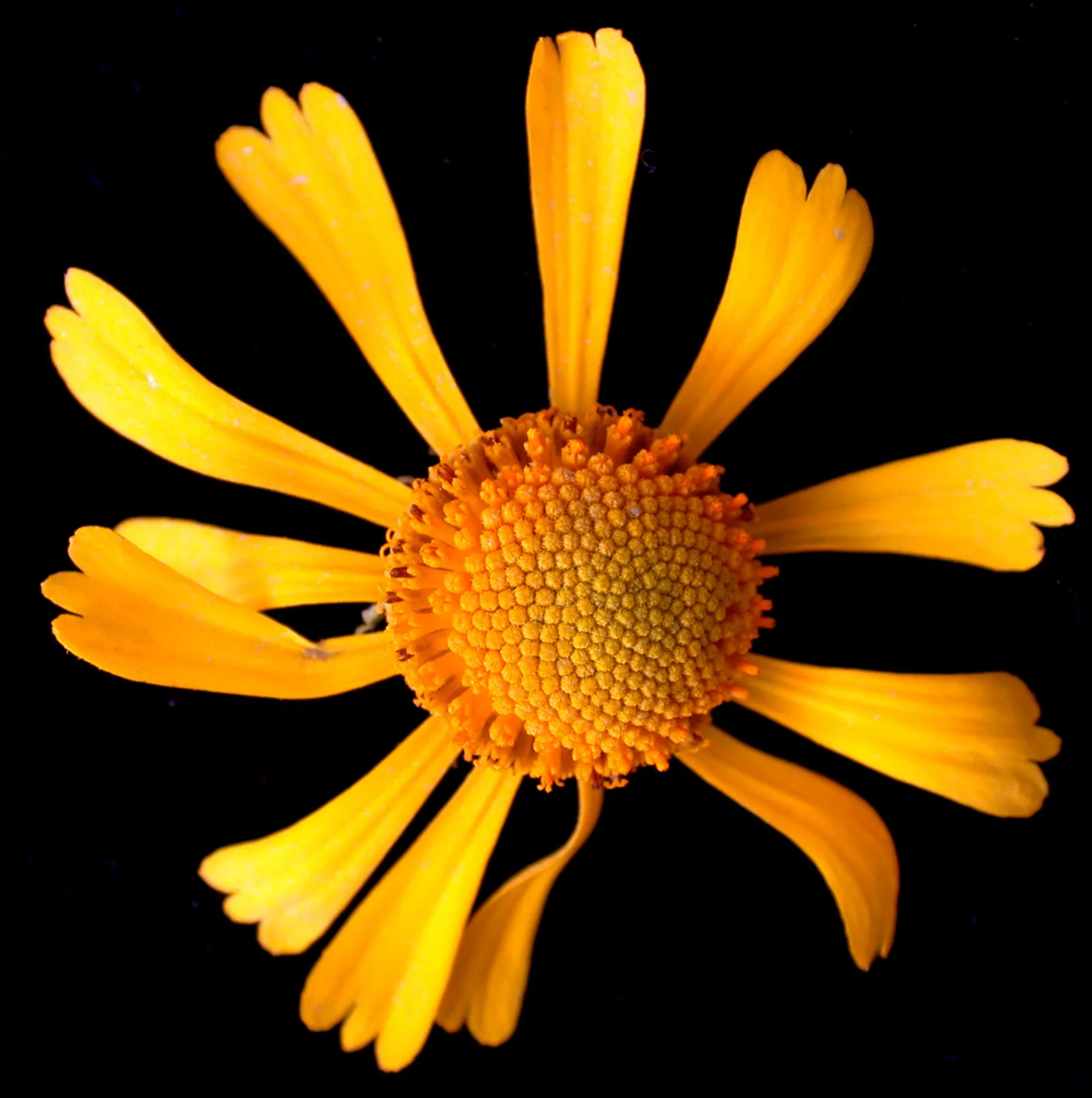 Sneezeweed (Helenium Autumnale) — with lance-shaped leaves measuring approximately 3 to 6 inches long