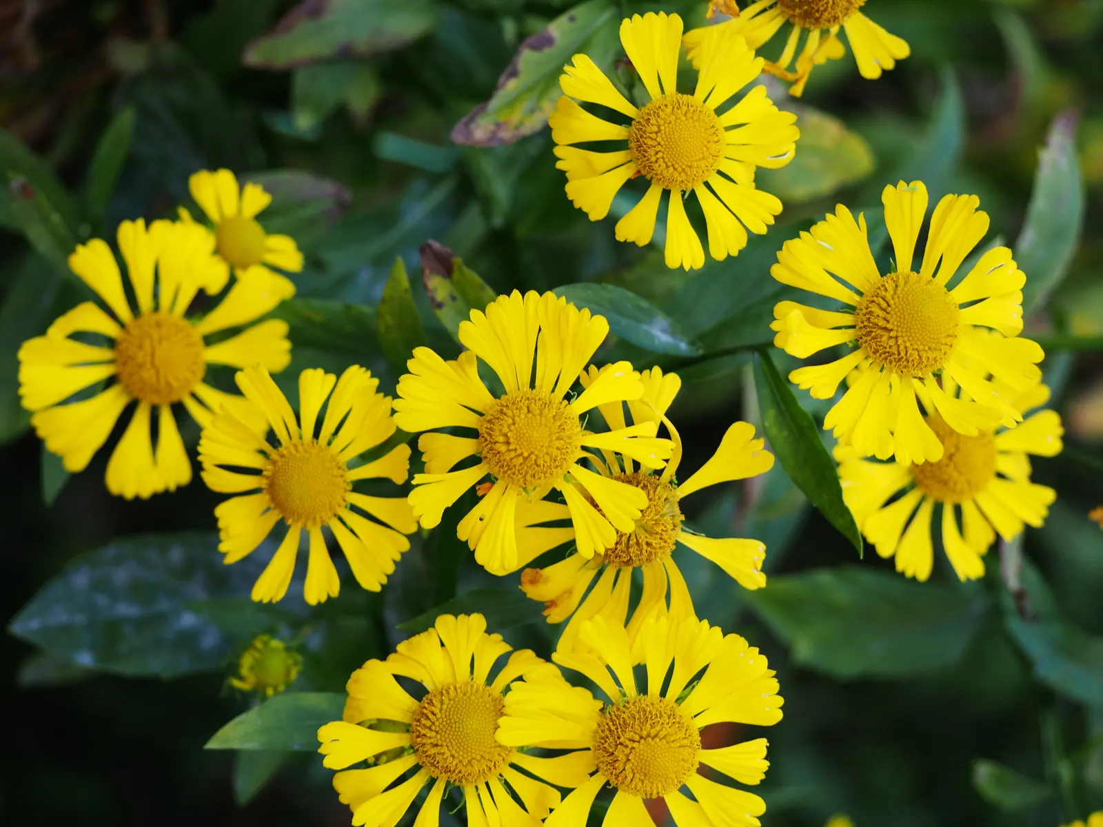 Sneezeweed (Helenium Autumnale) — with lance-shaped leaves measuring approximately 3 to 6 inches long; yellow flowers in the garden, image 102