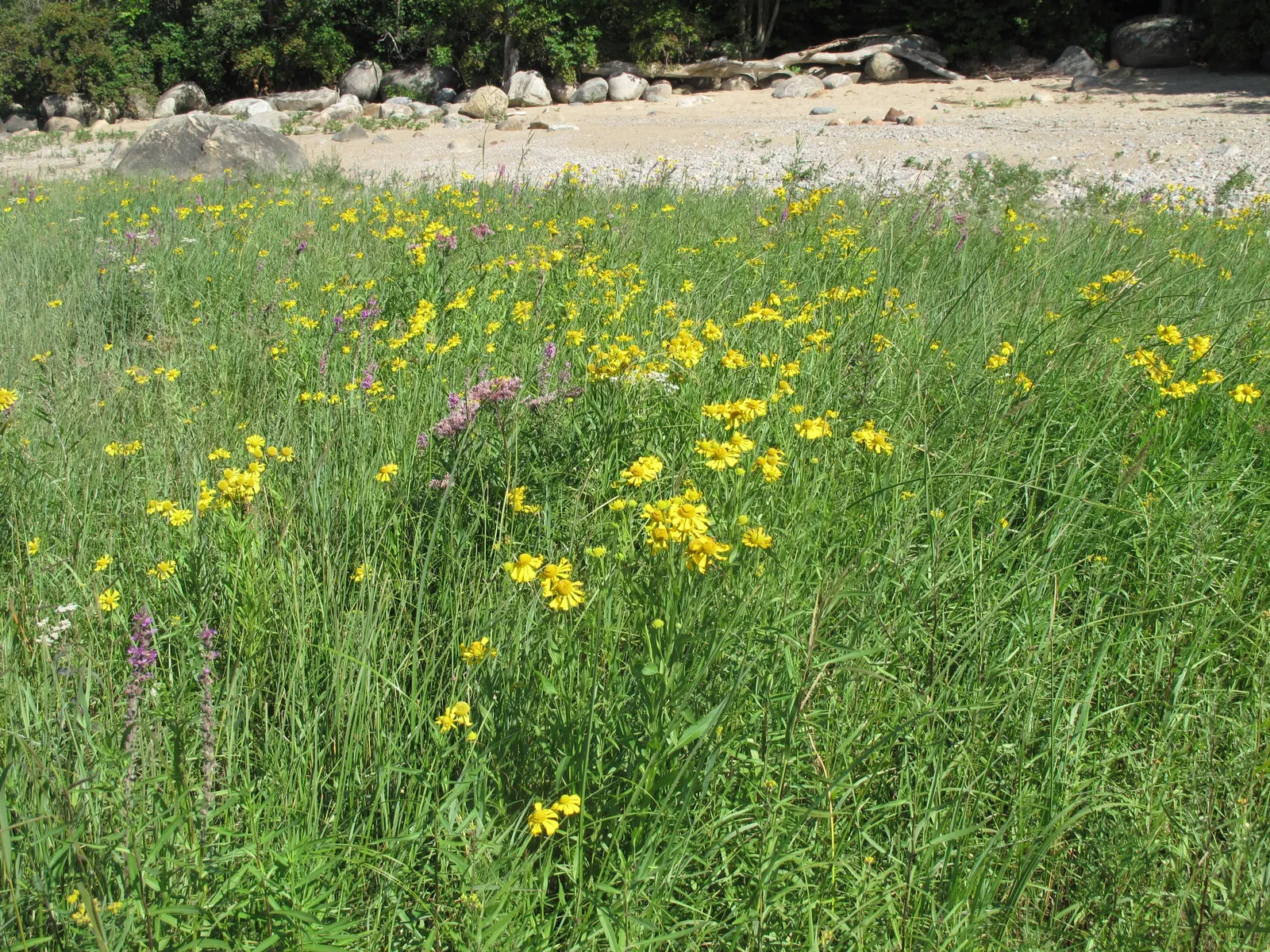 Sneezeweed (Helenium Autumnale) — Sneezewood, Helenium autumnale, captivates with vibrant yellow to red blooms, reminiscent of a fiery sunset; its, image 139