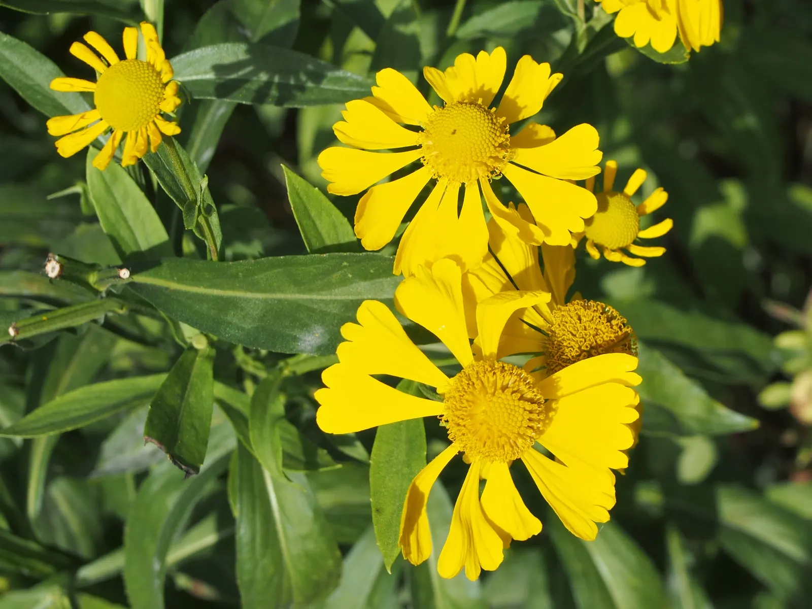 Sneezeweed (Helenium Autumnale) — spanning about 1 to 2 inches across; with lance-shaped leaves measuring approximately 3 to 6 inches long, image 130
