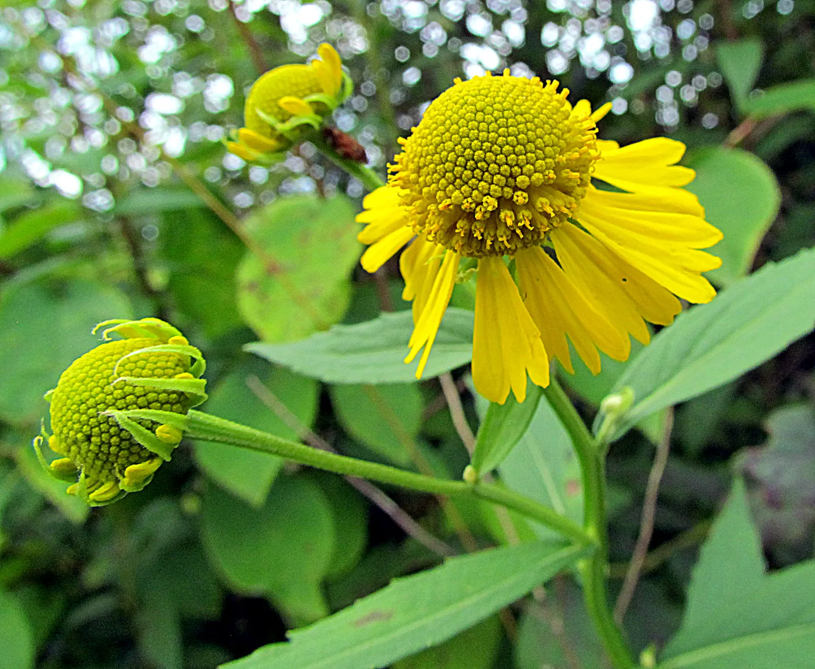 Sneezeweed (Helenium Autumnale) — especially during dry spells; spanning about 1 to 2 inches across, image 65