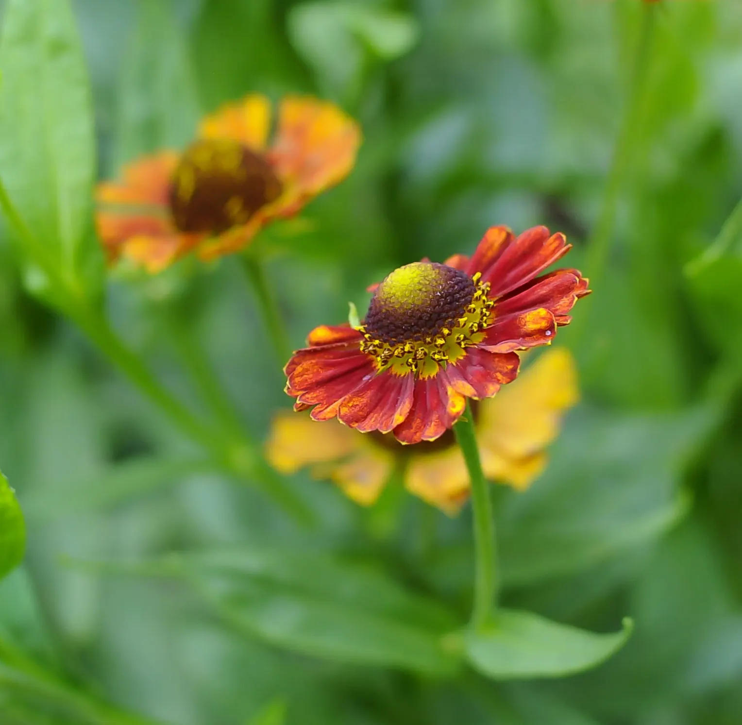 Sneezeweed (Helenium Autumnale) — Its late summer to fall flowers attract pollinators; this herbaceous perennial thrives in full sun, reaching 3-5, image 73