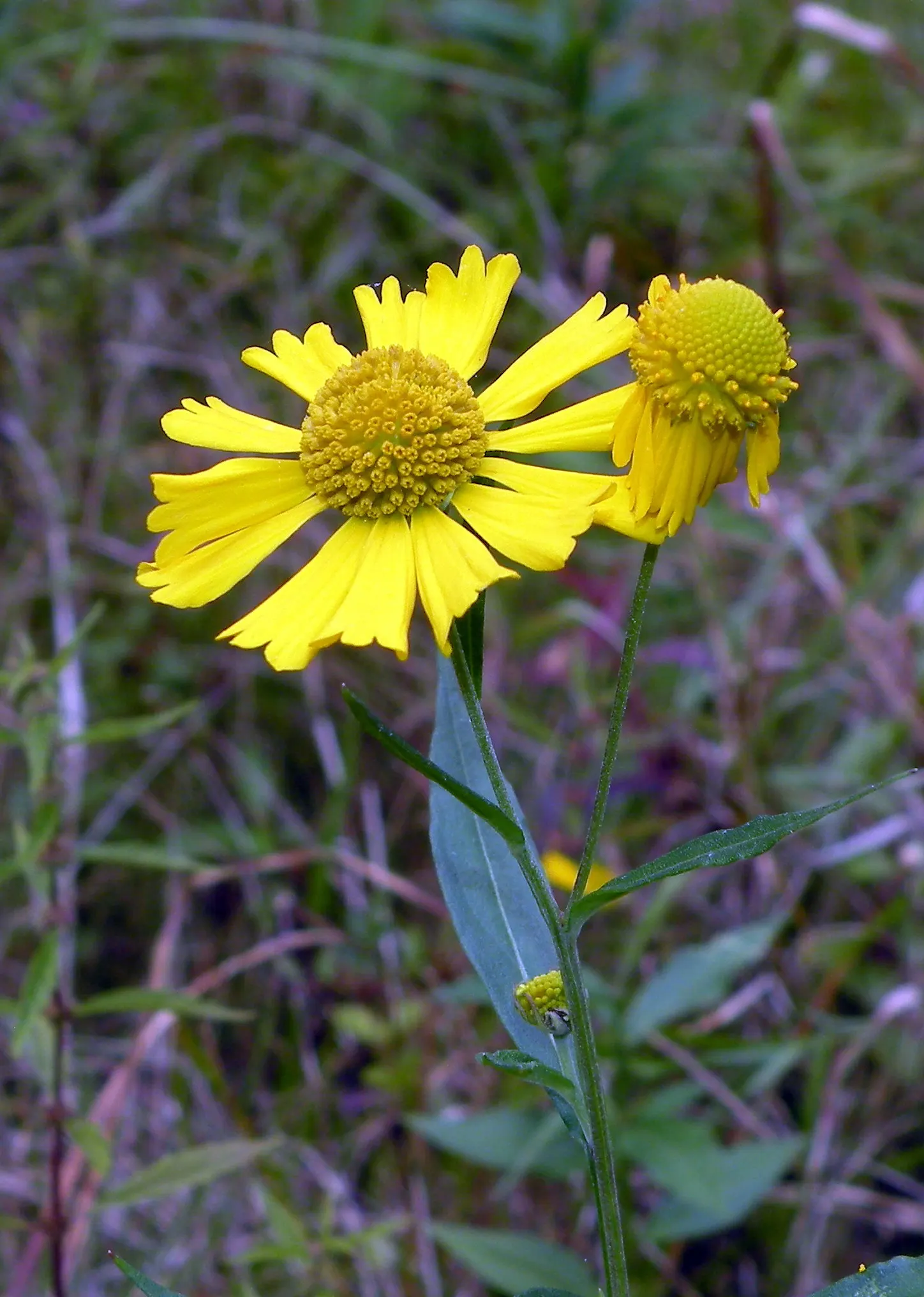 Sneezeweed (Helenium Autumnale) — Sneezewood, Helenium autumnale, captivates with vibrant yellow to red blooms, reminiscent of a fiery sunset; its, image 47