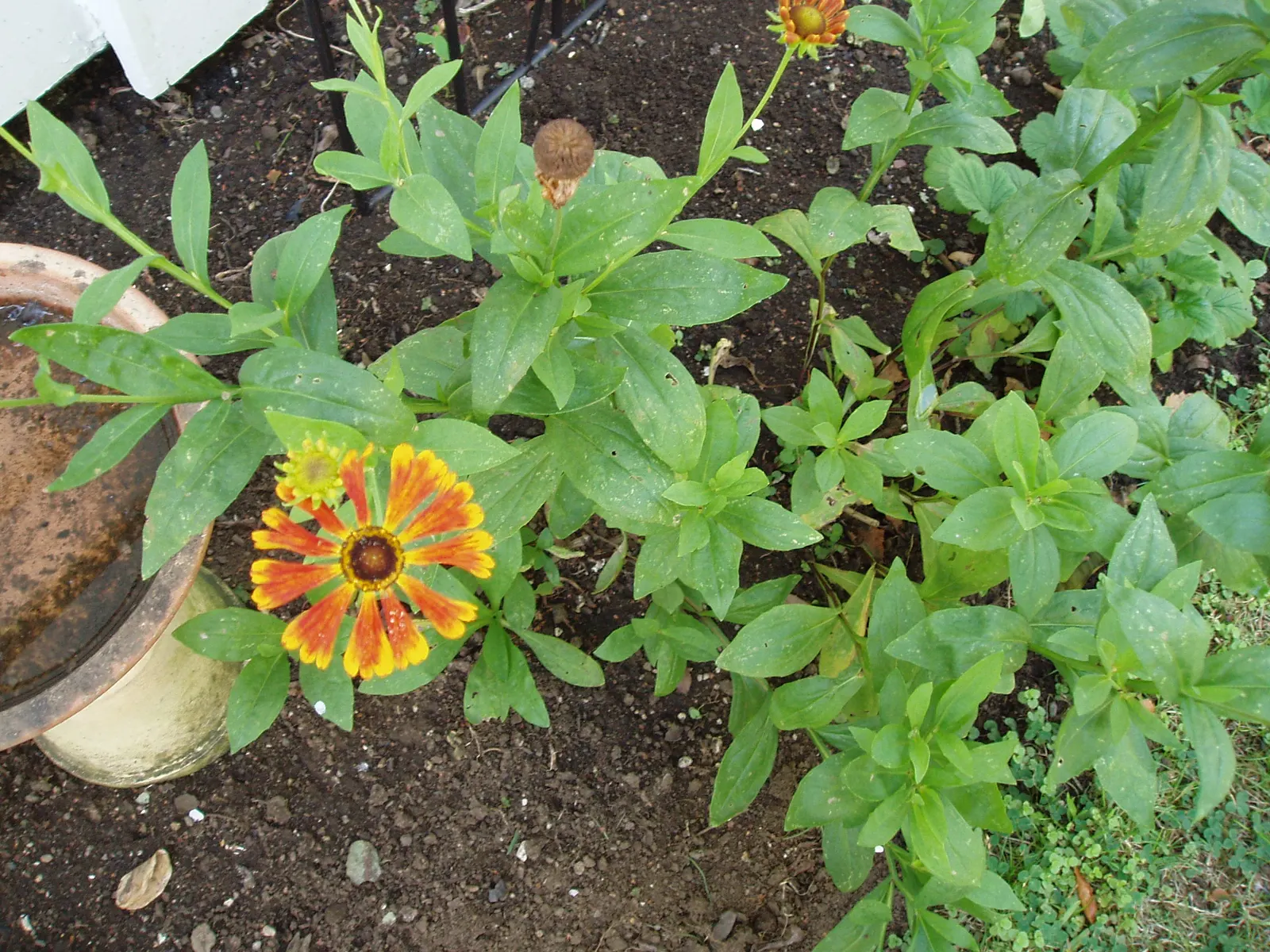 Sneezeweed (Helenium Autumnale) — with lance-shaped leaves measuring approximately 3 to 6 inches long; yellow flowers in the garden, image 125