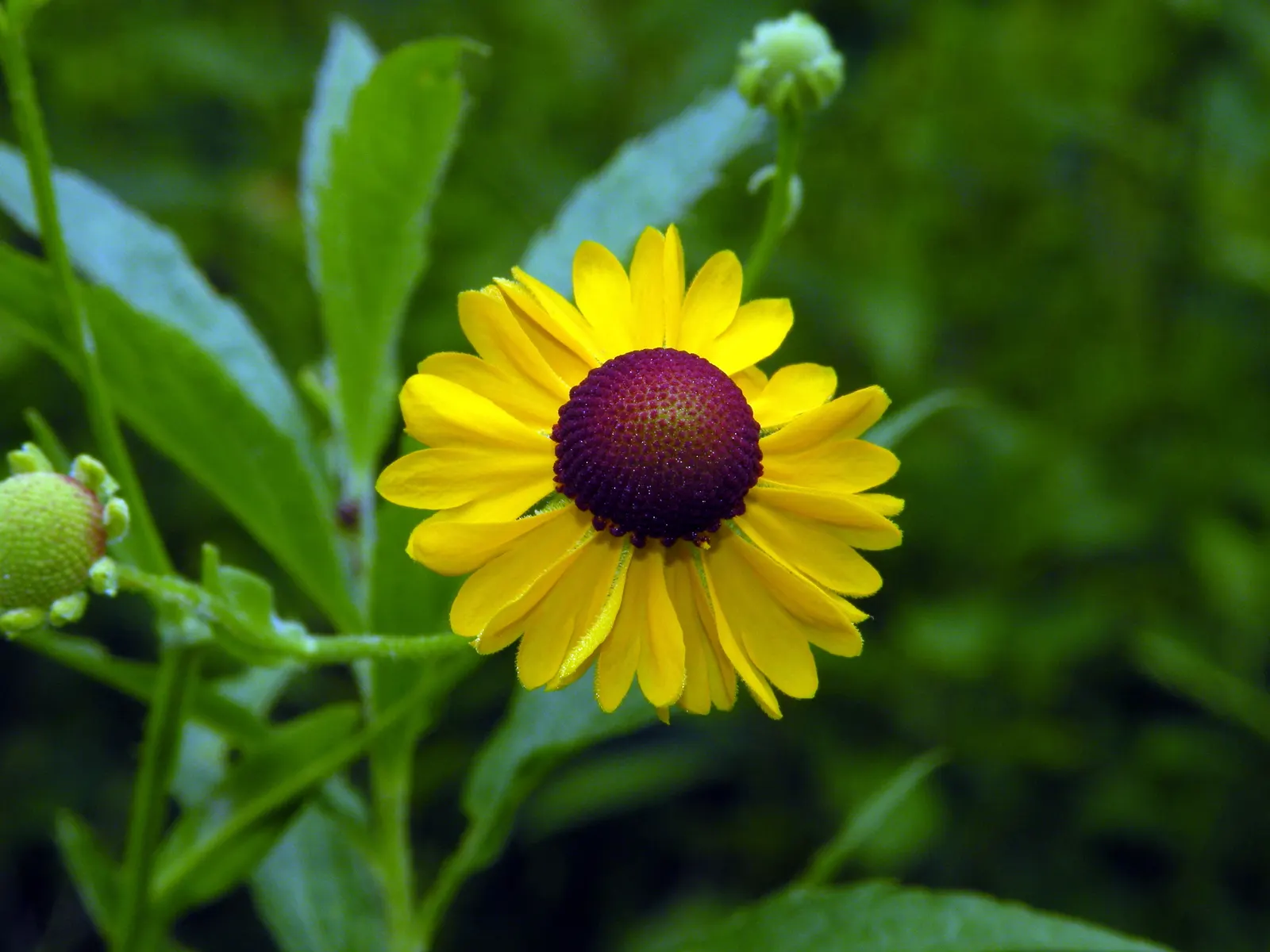 Sneezeweed (Helenium Autumnale) — dome-shaped central disks surrounded by fringed petals