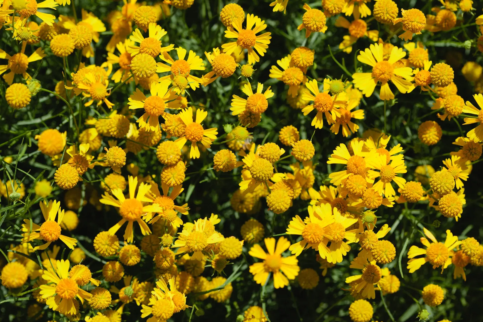 Sneezeweed (Helenium Autumnale) — Helenium's daisy-like blooms are distinguished by their prominent, image 104