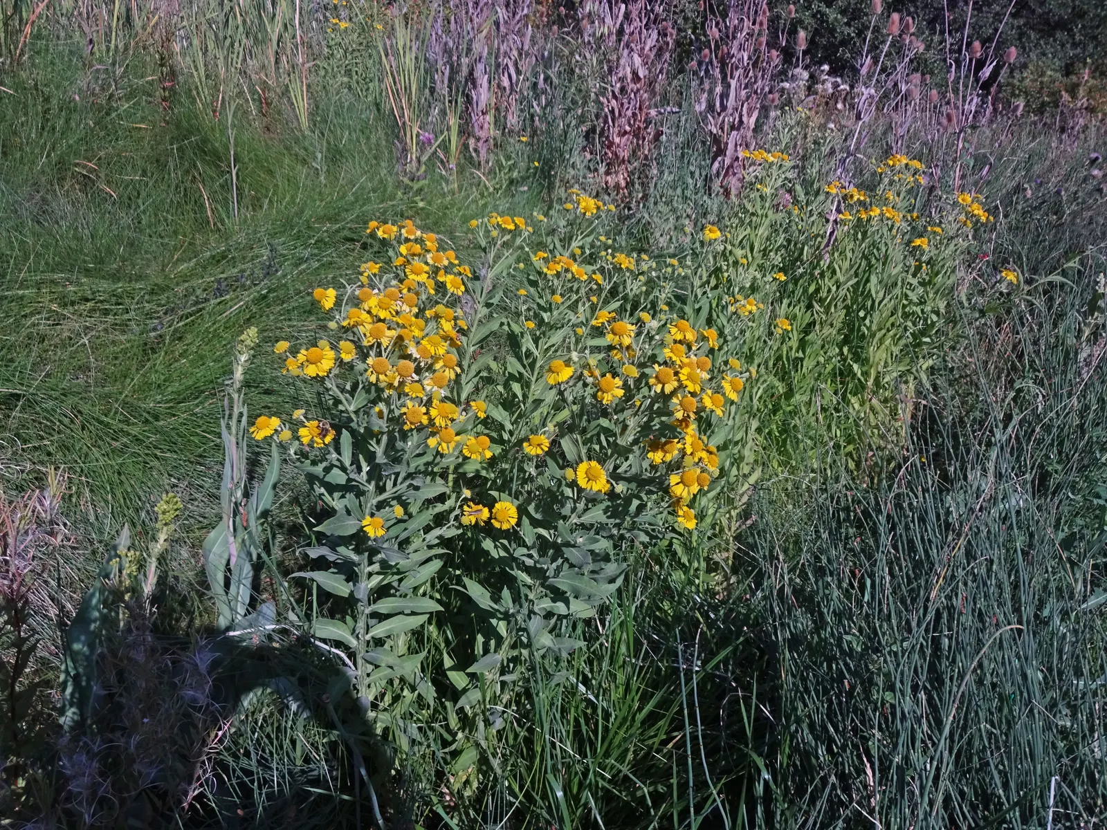 Sneezeweed (Helenium Autumnale) — Flourishing in USDA zones 3-8, it requires moist, well-drained soil; it thrives in USDA hardiness zones 3 through, image 72
