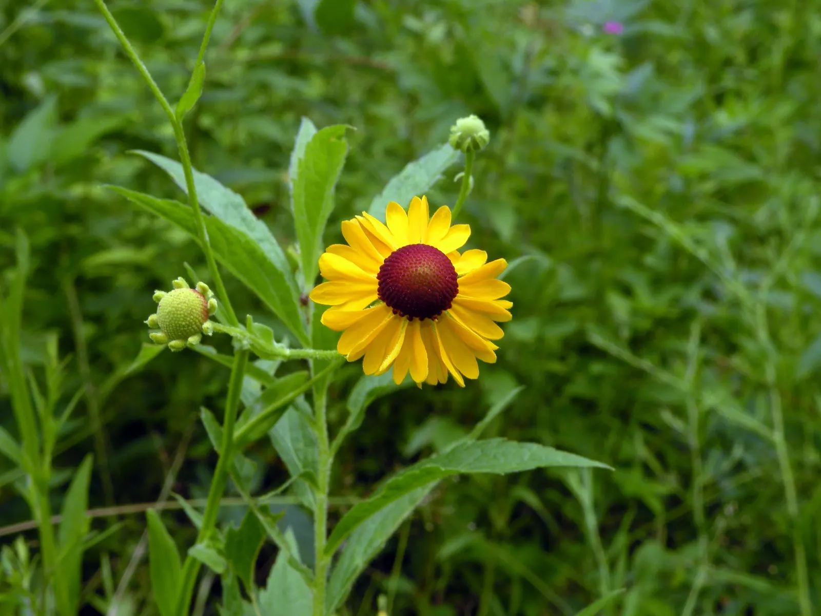 Sneezeweed (Helenium Autumnale) — perennial for full or half; to maintain its appearance and health