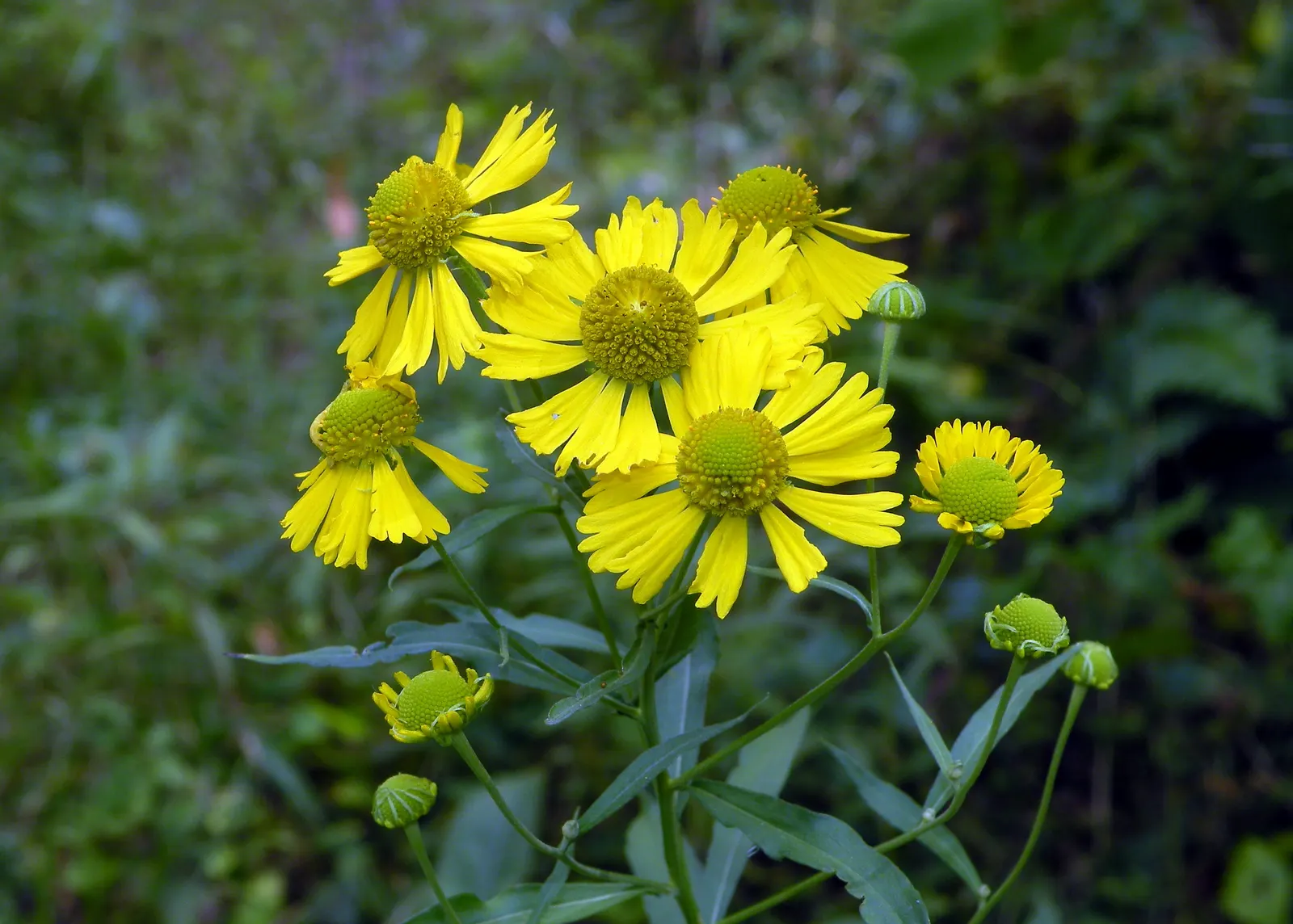 Sneezeweed (Helenium Autumnale) — especially during dry spells; spanning about 1 to 2 inches across