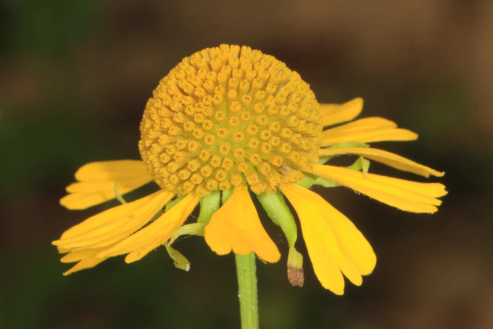 Sneezeweed (Helenium Autumnale) — Sneezewood, Helenium autumnale, captivates with vibrant yellow to red blooms, reminiscent of a fiery sunset; its, image 93